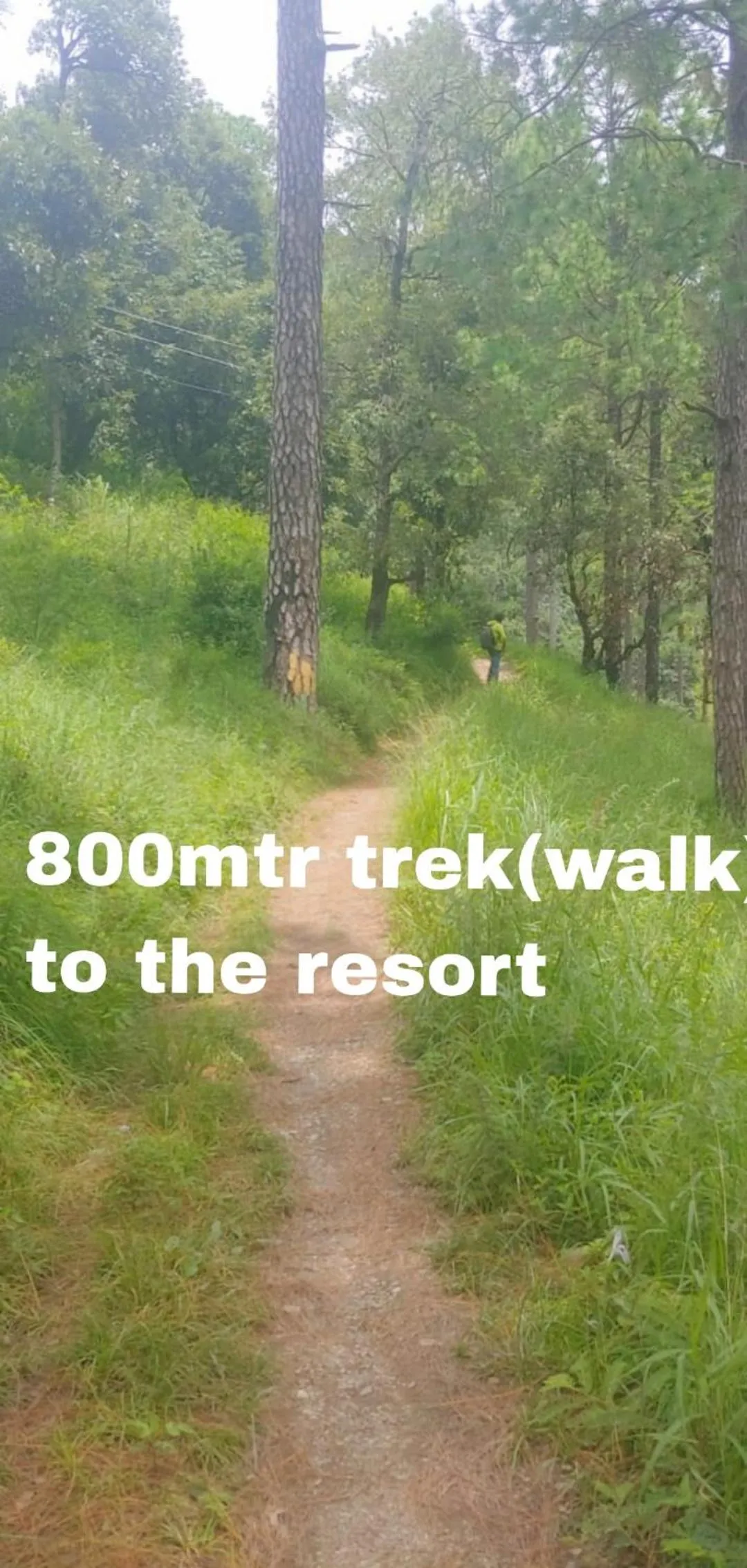 Natural landscape in PINE CROFT AROMA