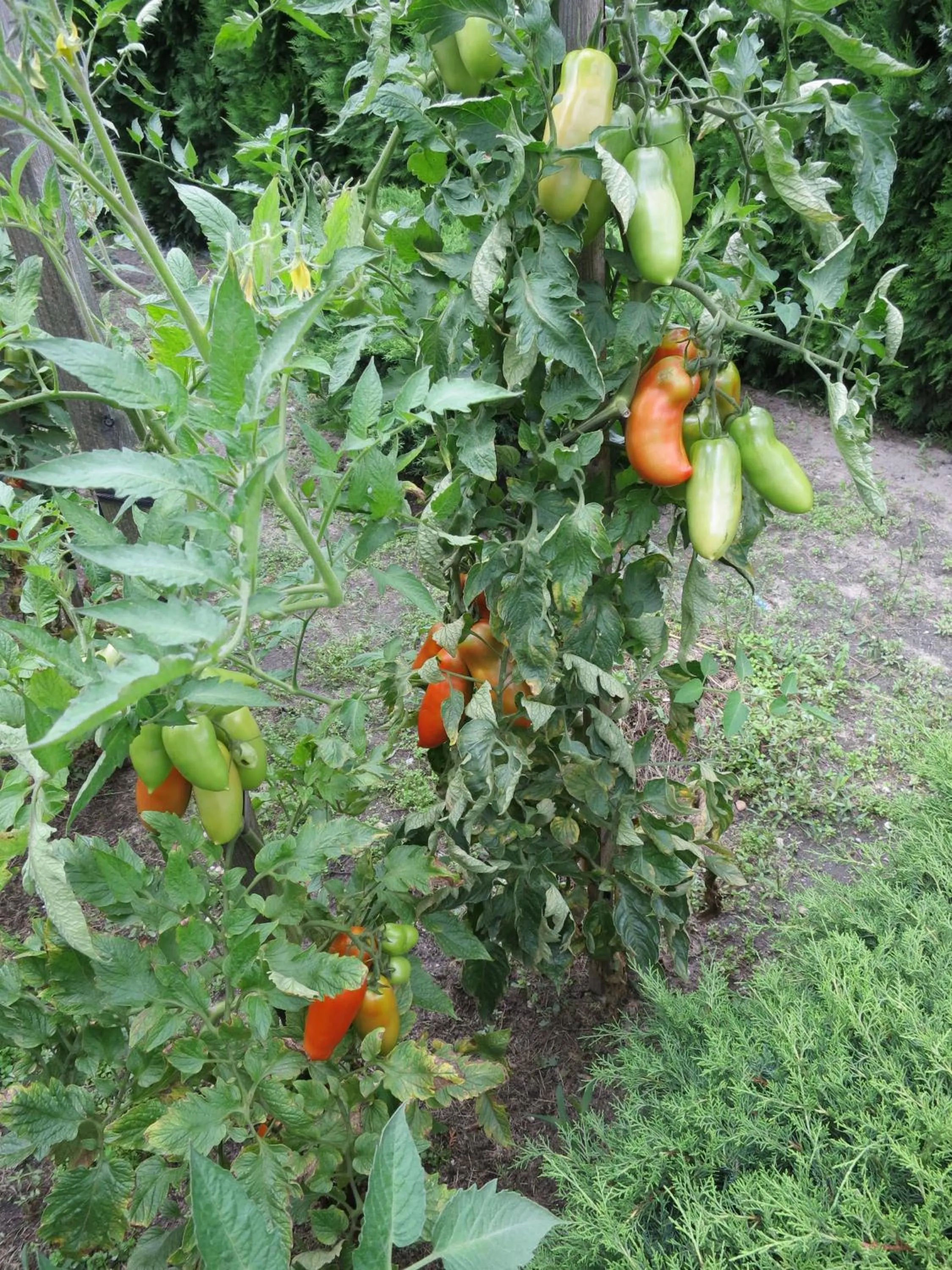 Garden in Penzion U Splavu