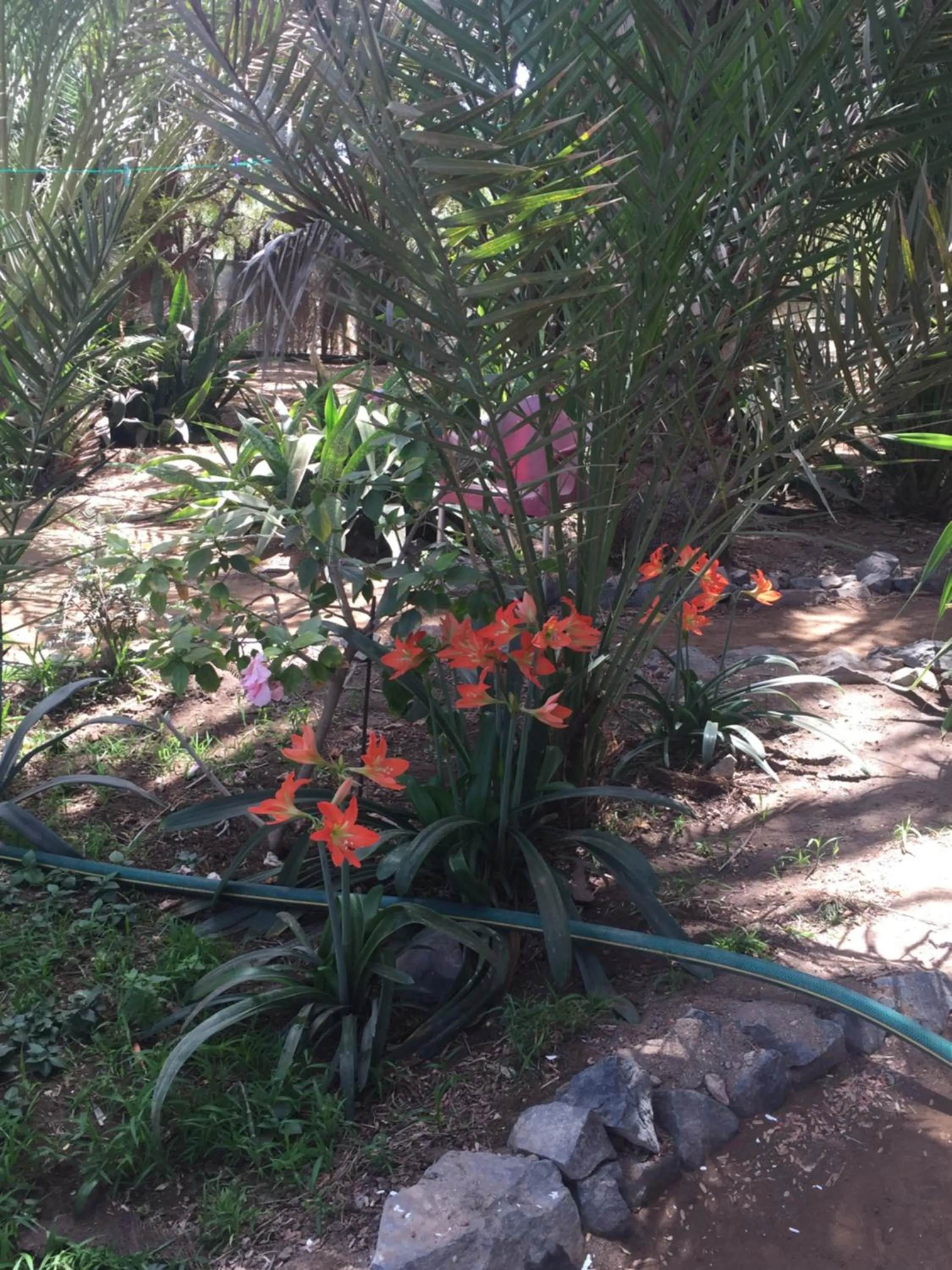 Garden view in Villa Morabeza Guest House