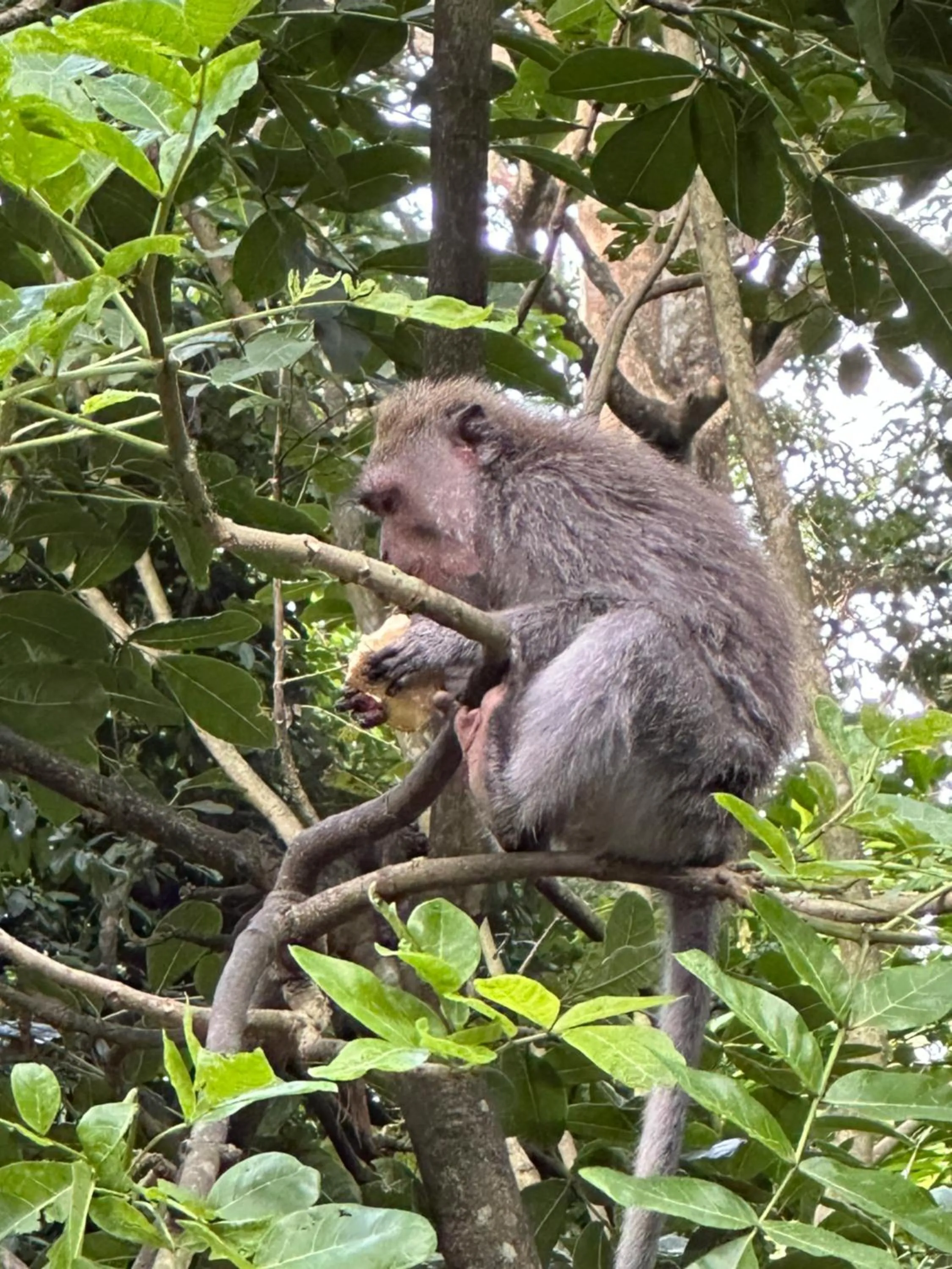 Brata Inn Ubud