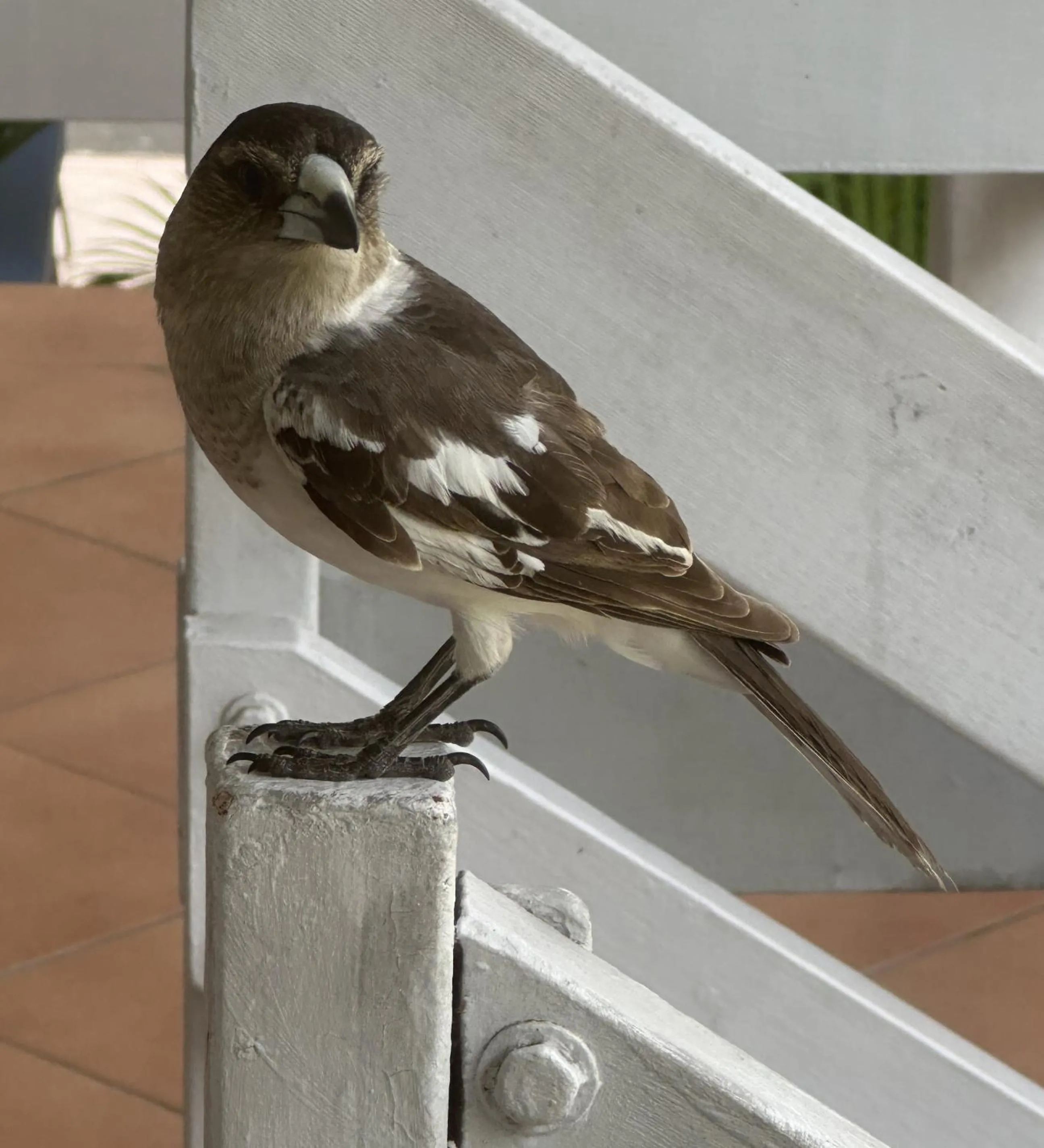 Animals in The Bay Beach Shack, Hervey Bay