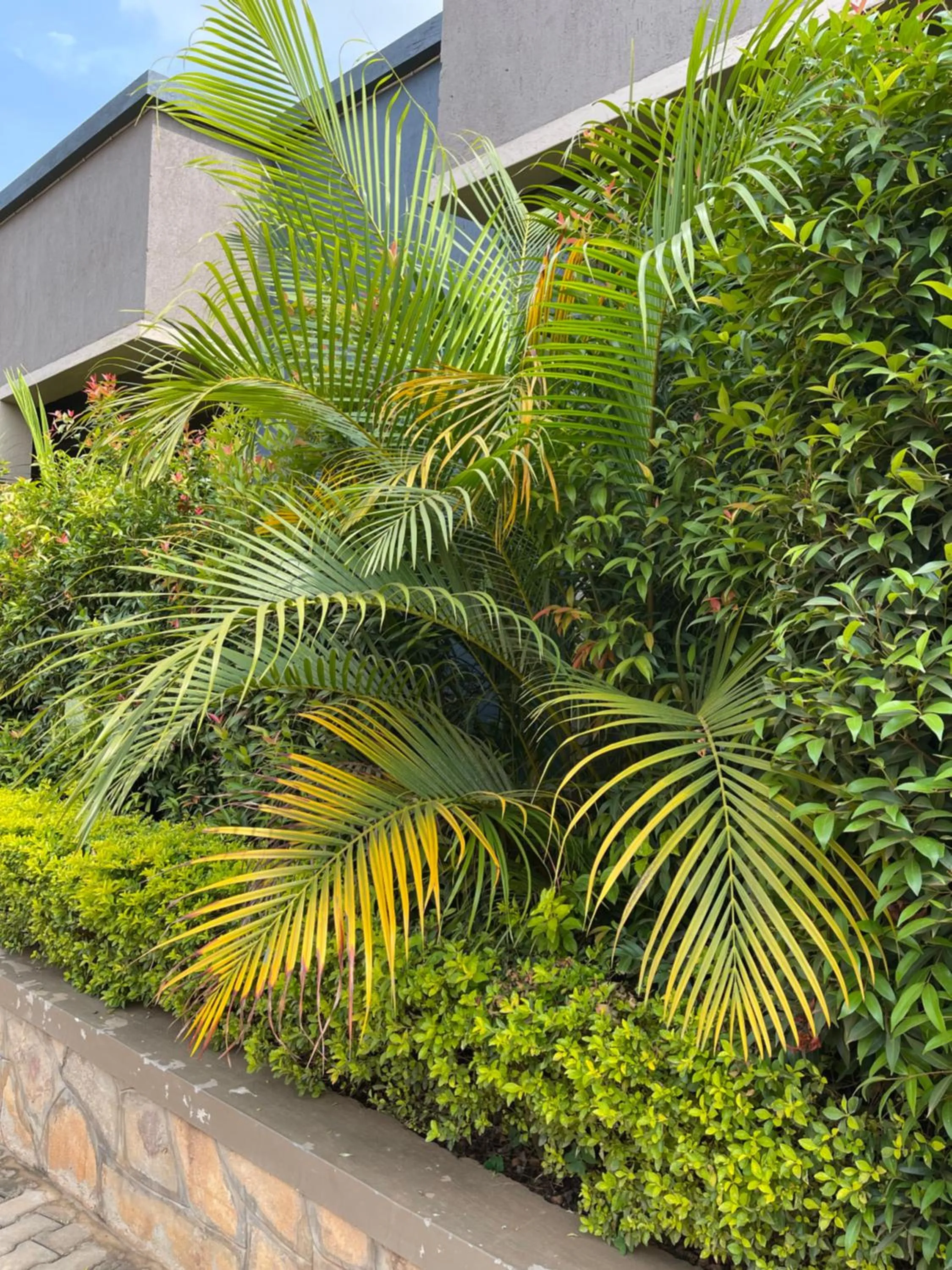 Garden in Ashleys Hotel