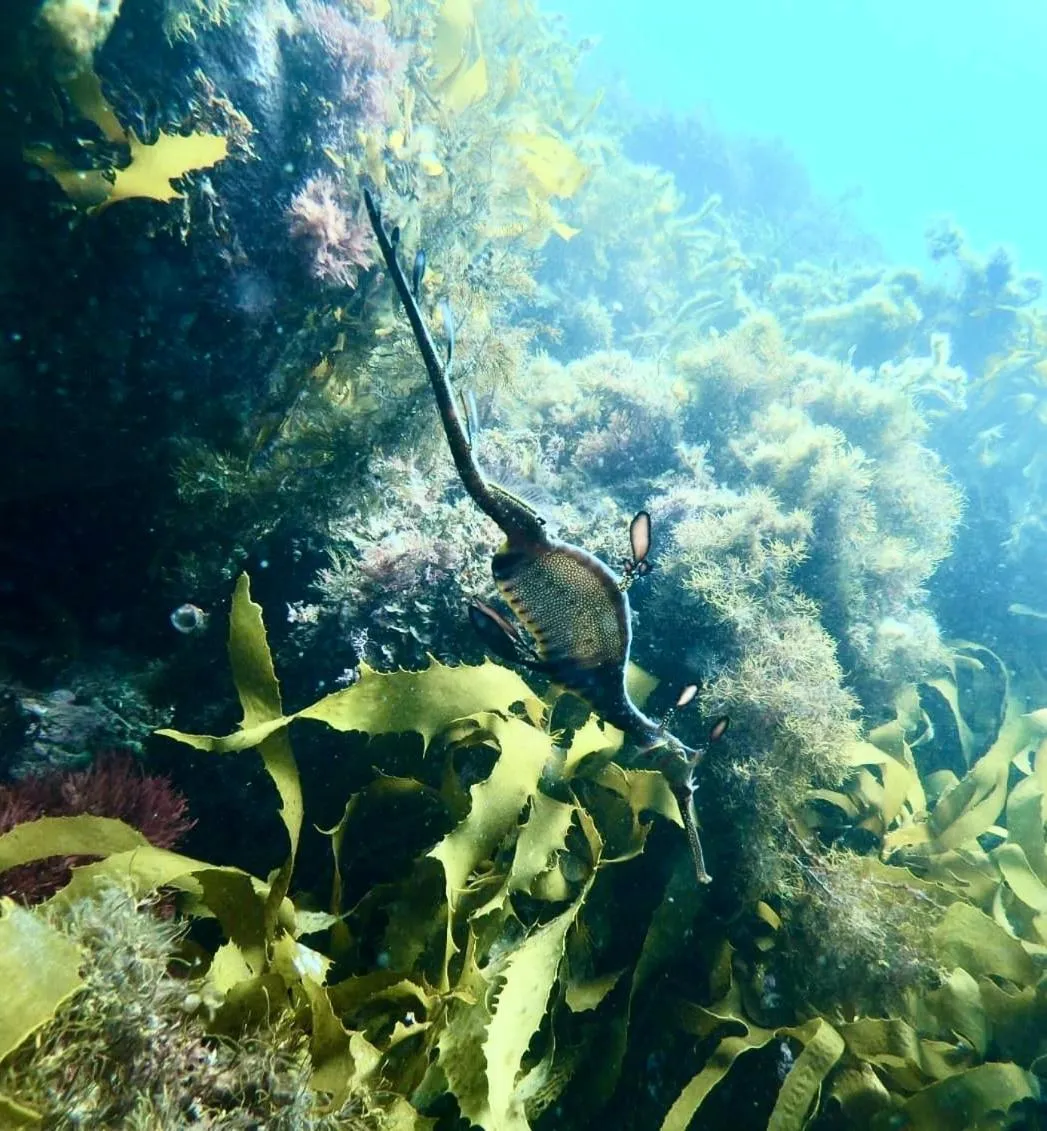 Diving in Poet's Cottage Stanley