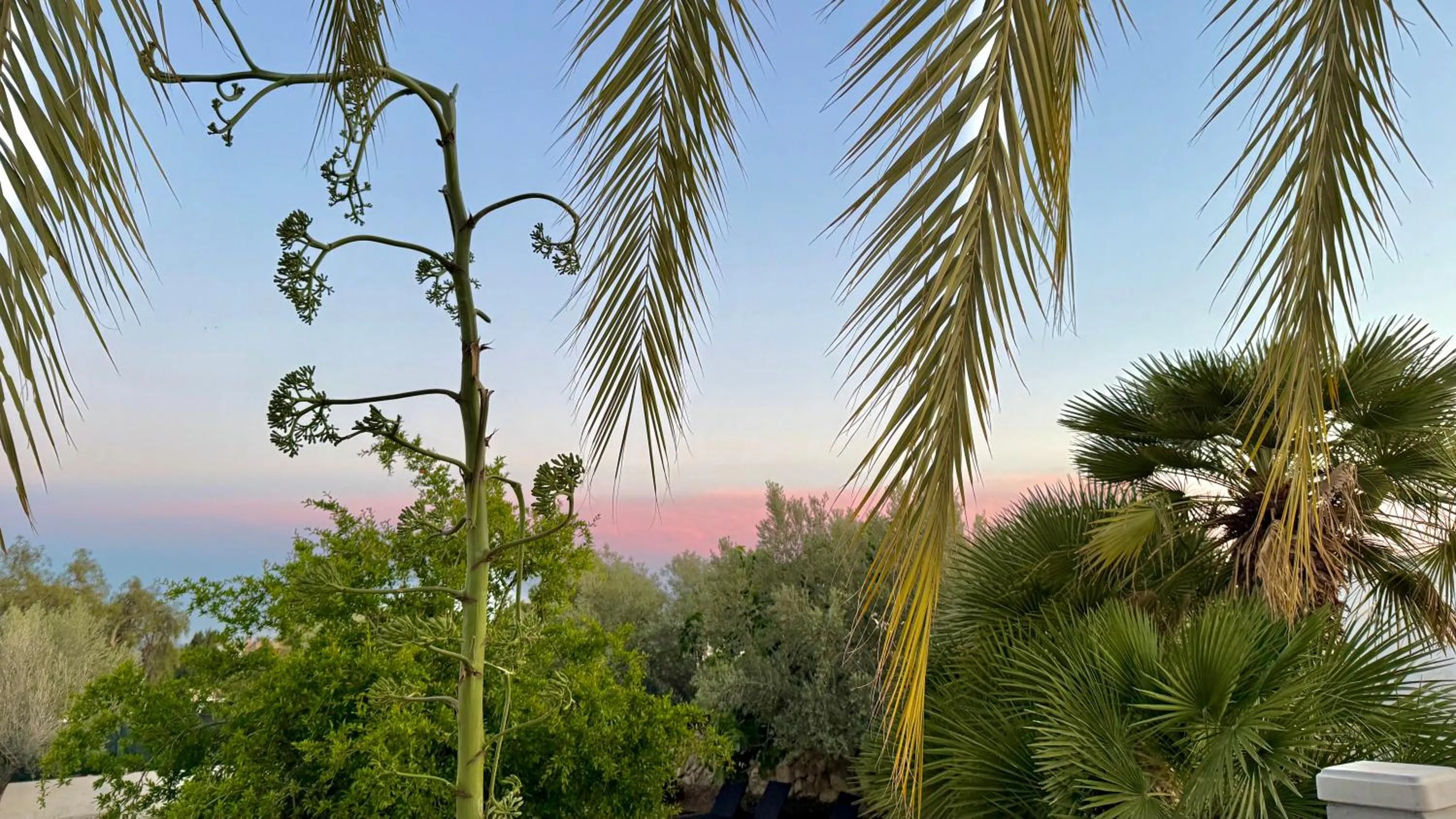 Day in Kiwidestiny Alicante