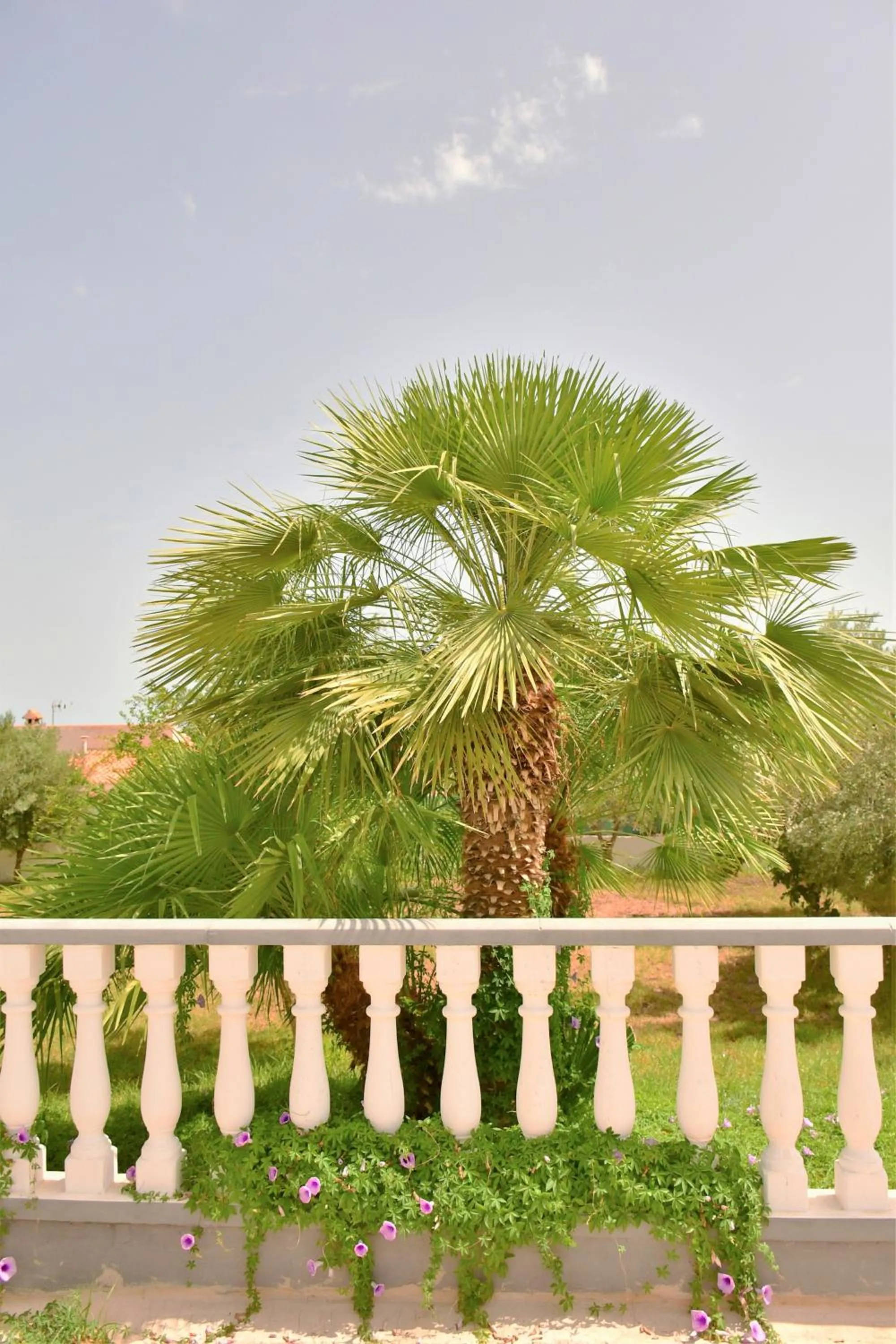 Spring in Kiwidestiny Alicante