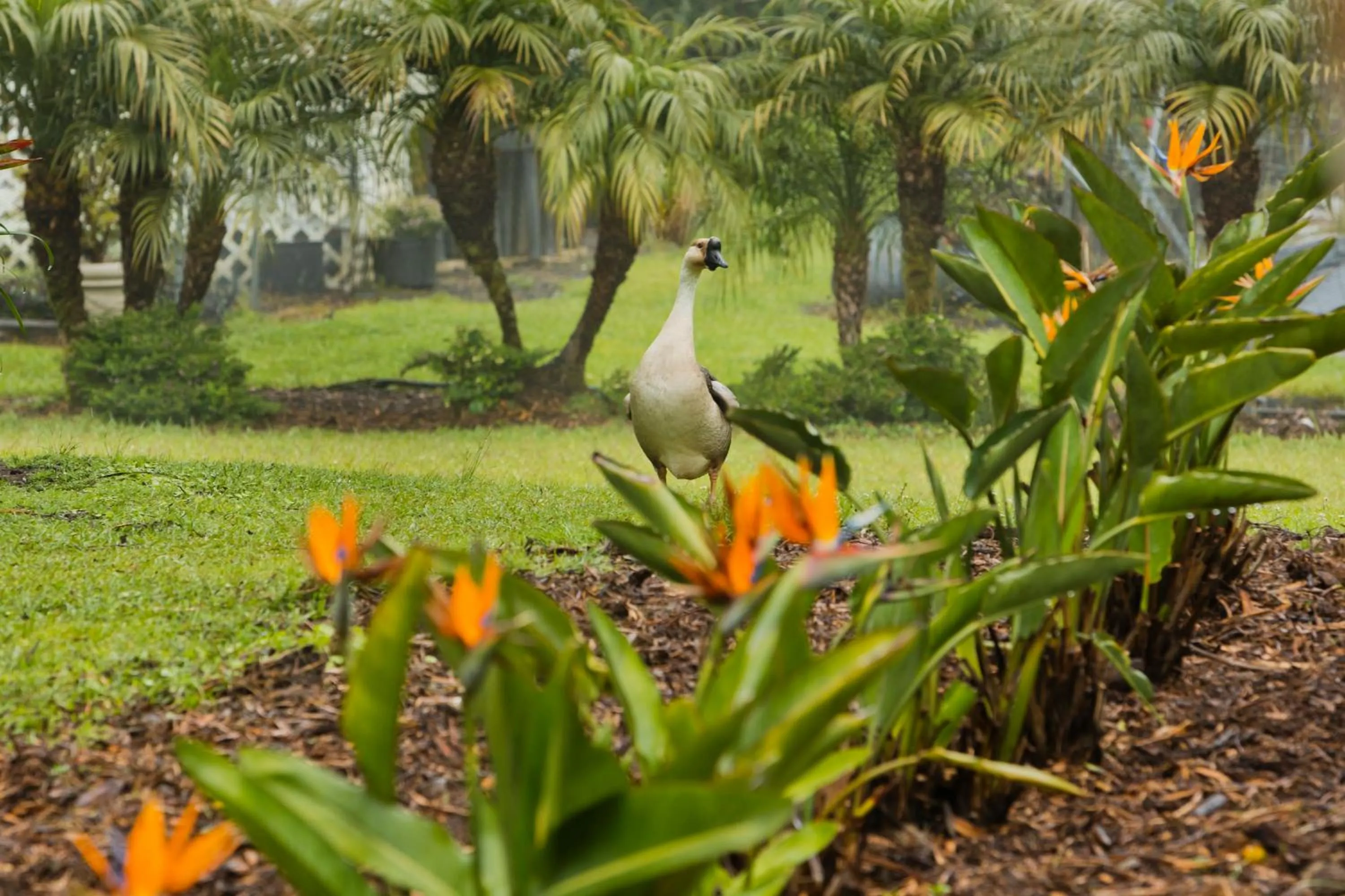 Property building in Aloha Junction Bed and Breakfast -Minutes away from Hawaii Volcanoes National Park