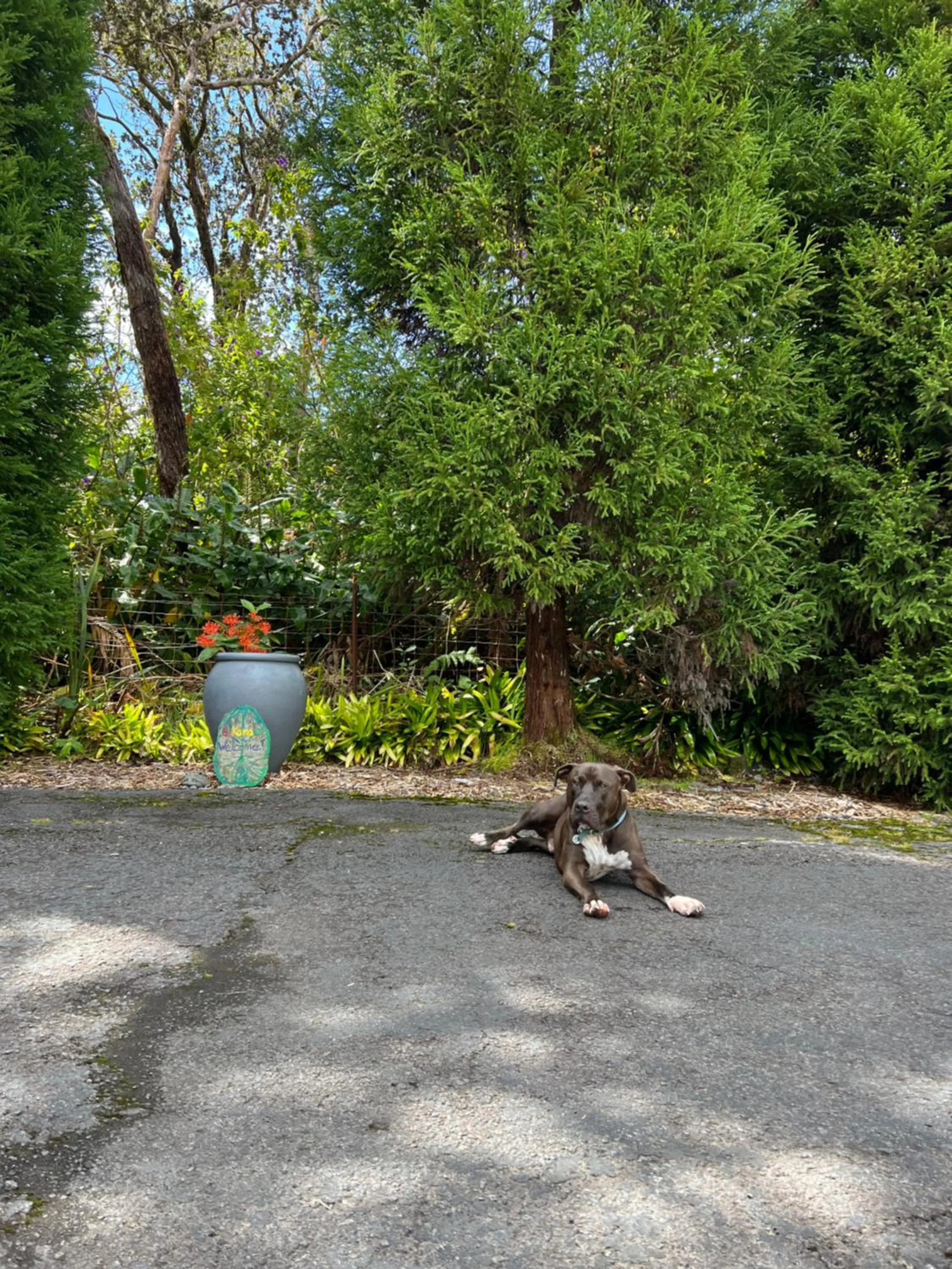 Pets in Aloha Junction Bed and Breakfast -Minutes away from Hawaii Volcanoes National Park