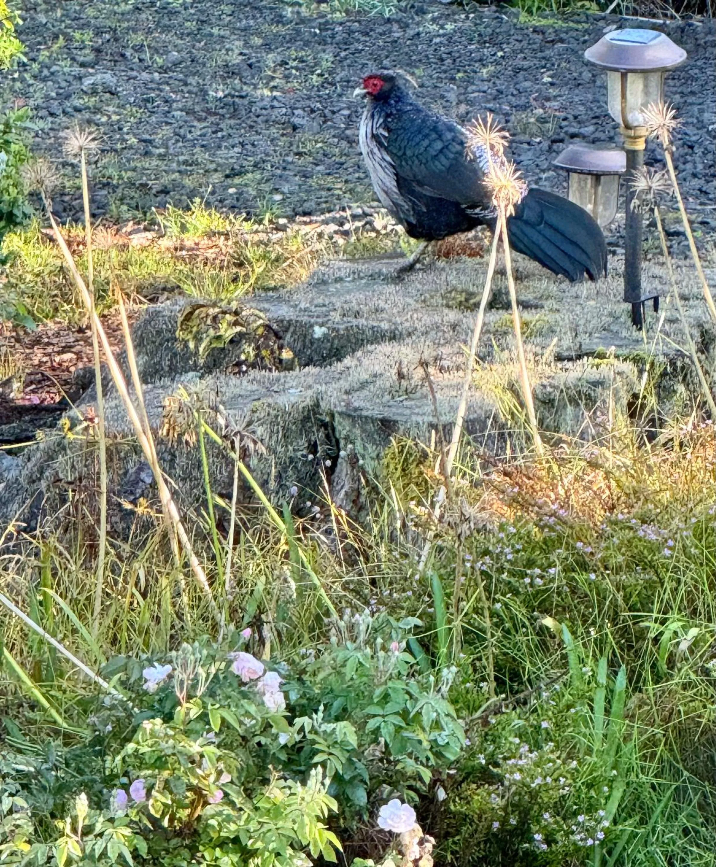 Aloha Junction Bed and Breakfast -Minutes away from Hawaii Volcanoes National Park