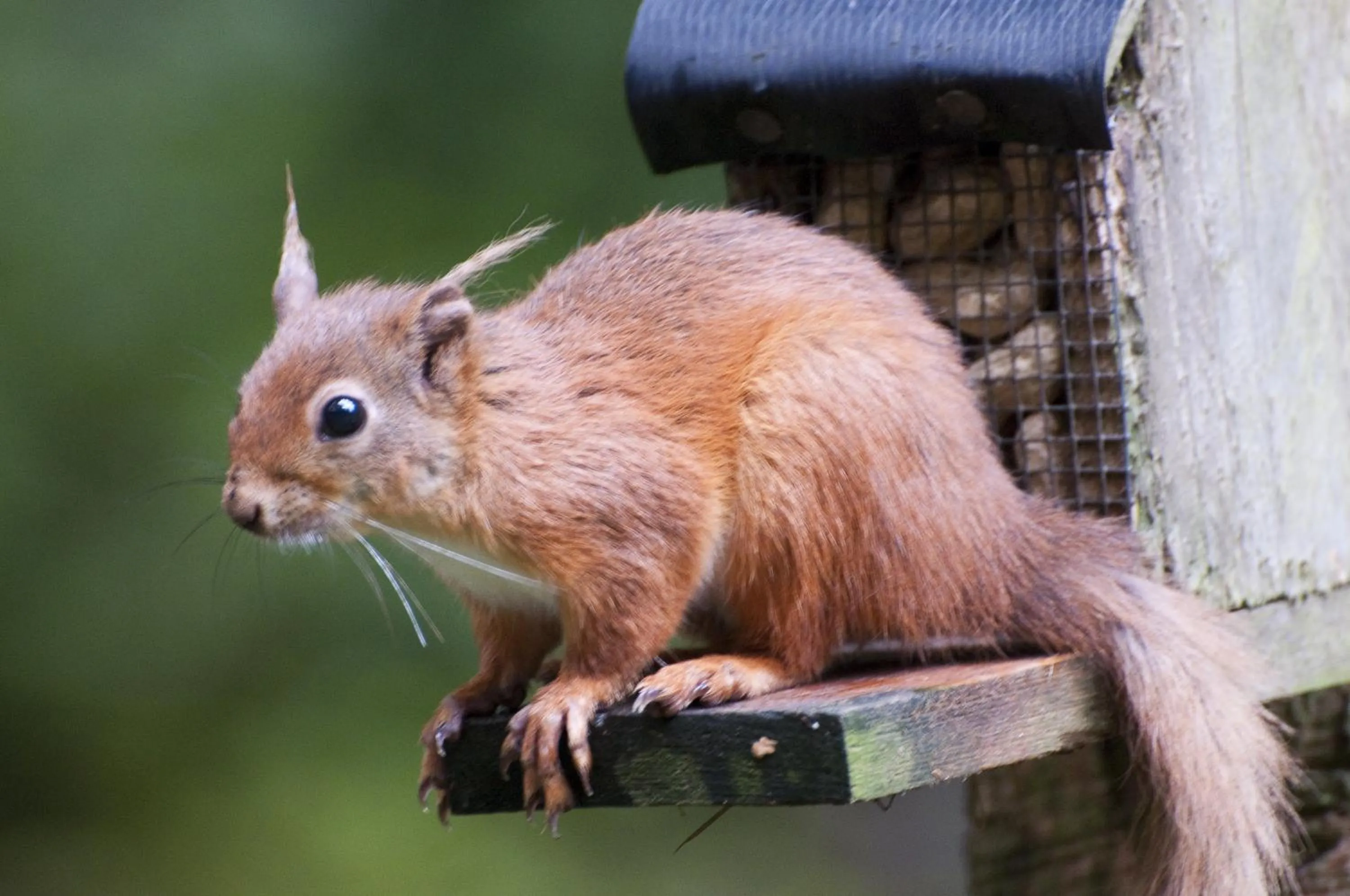 Animals in Shap Wells Hotel