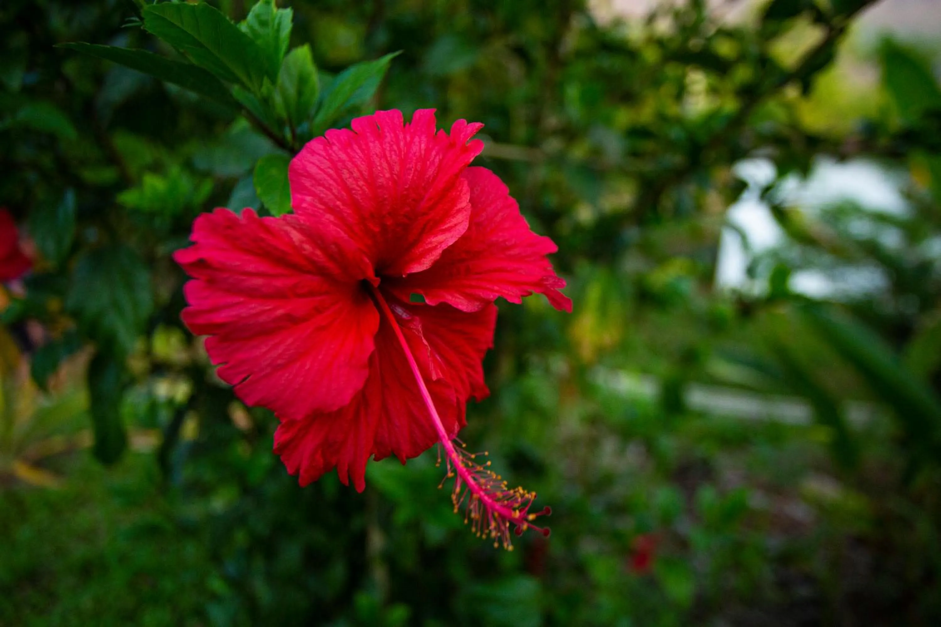 Garden in Naga Lodge
