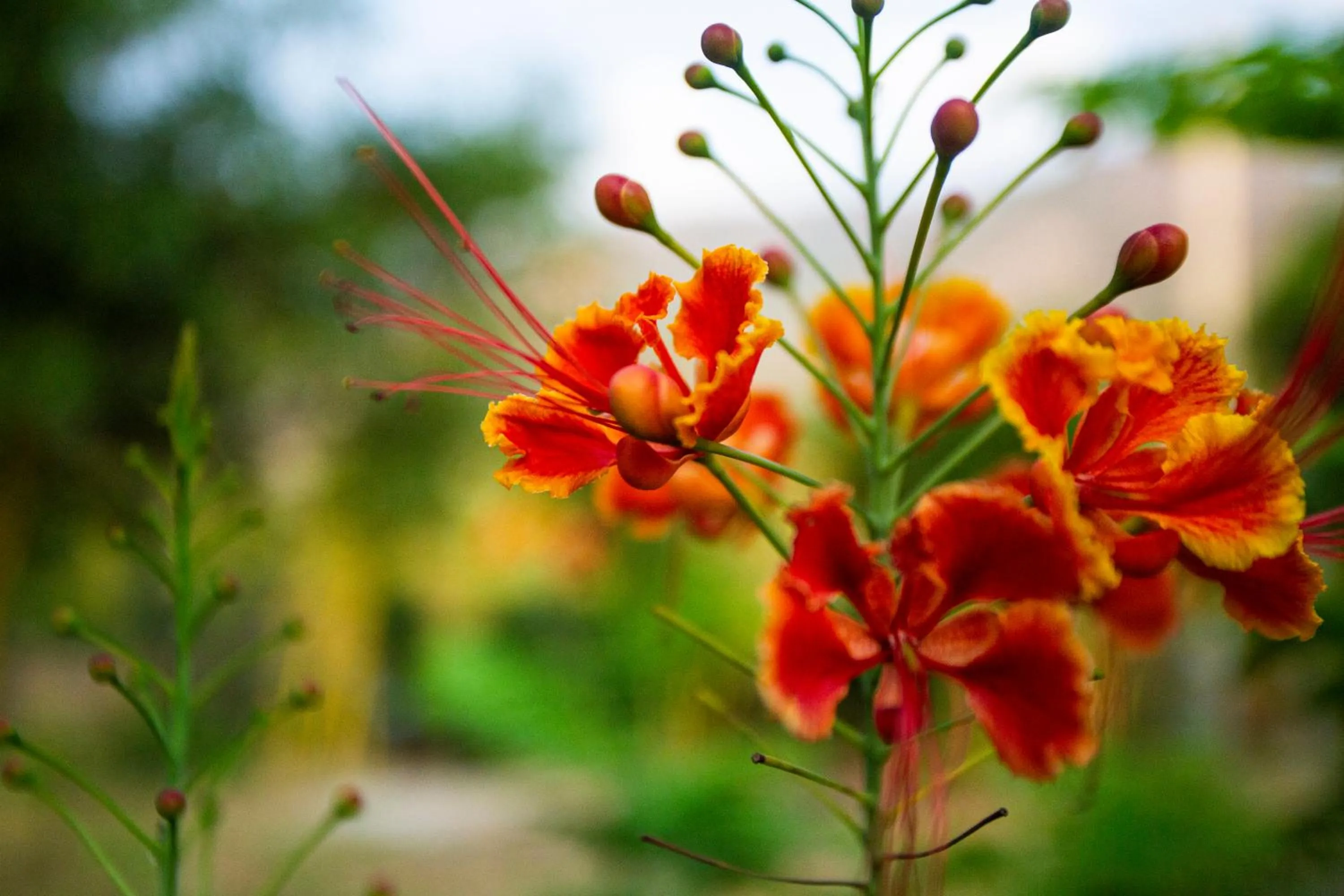 Spring in Naga Lodge