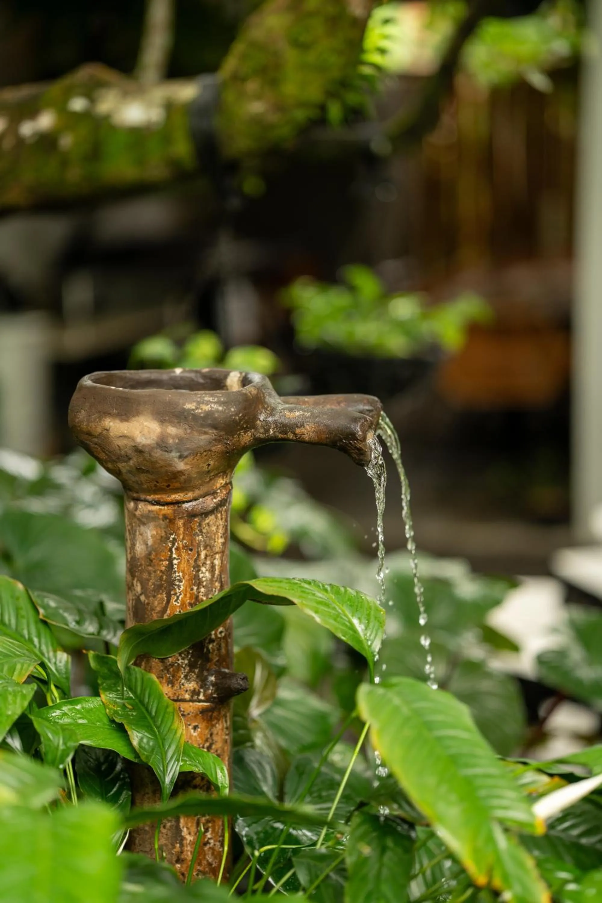 Garden in Suwa Villa Arenal