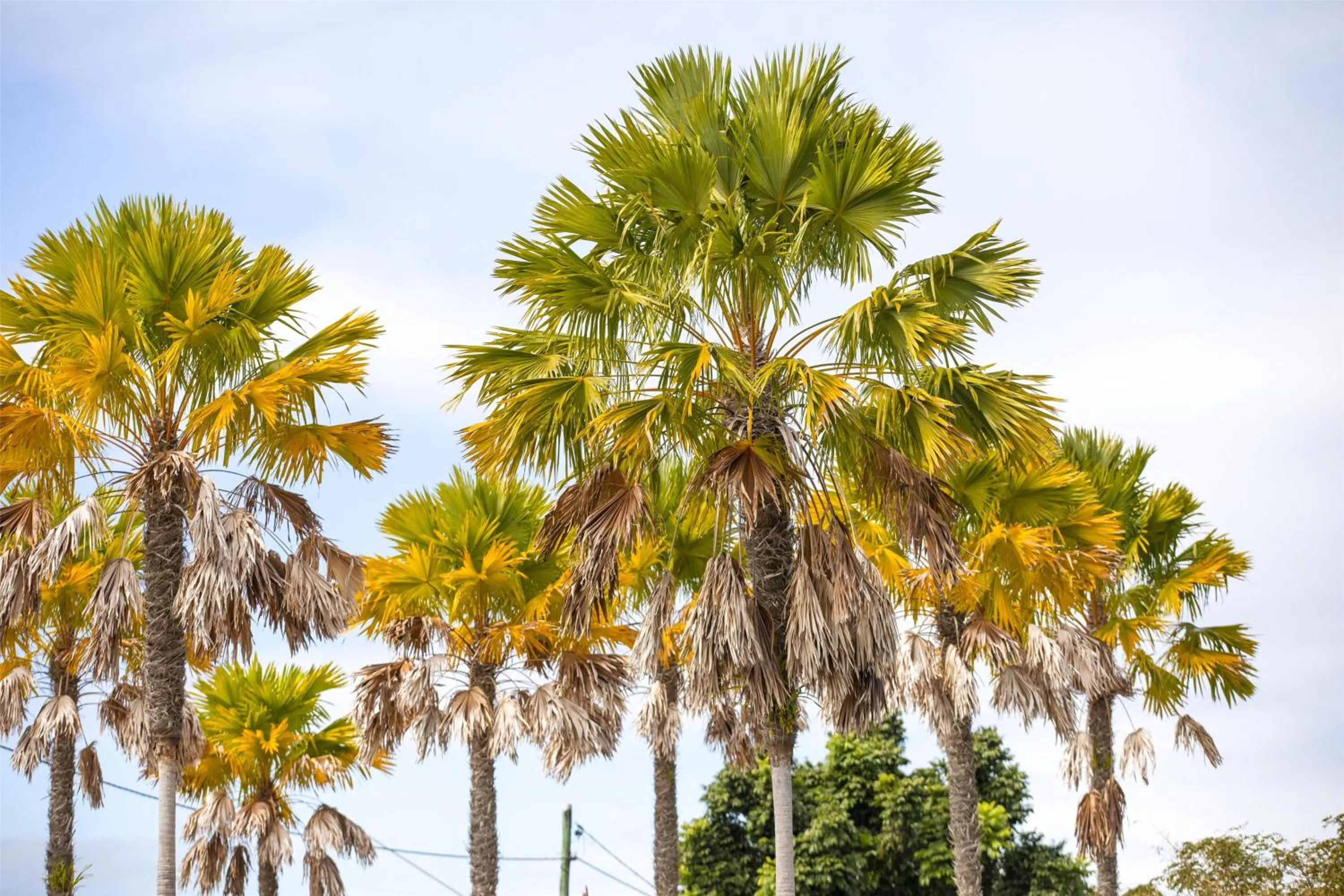 Property building in Nightcap at Marine Hotel Cardwell
