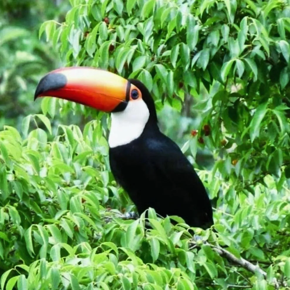 Garden in BOSQUE TOQUE TOQUE Pousada