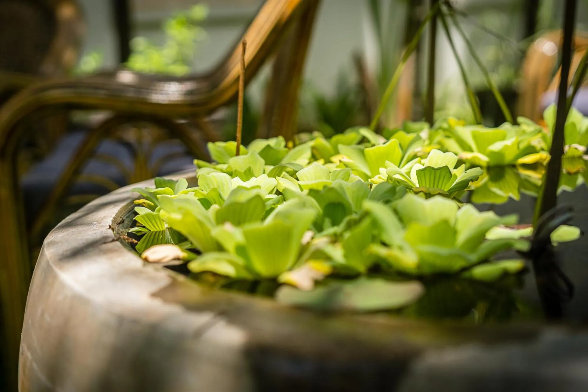 Garden in The Botanic Garden Hotel