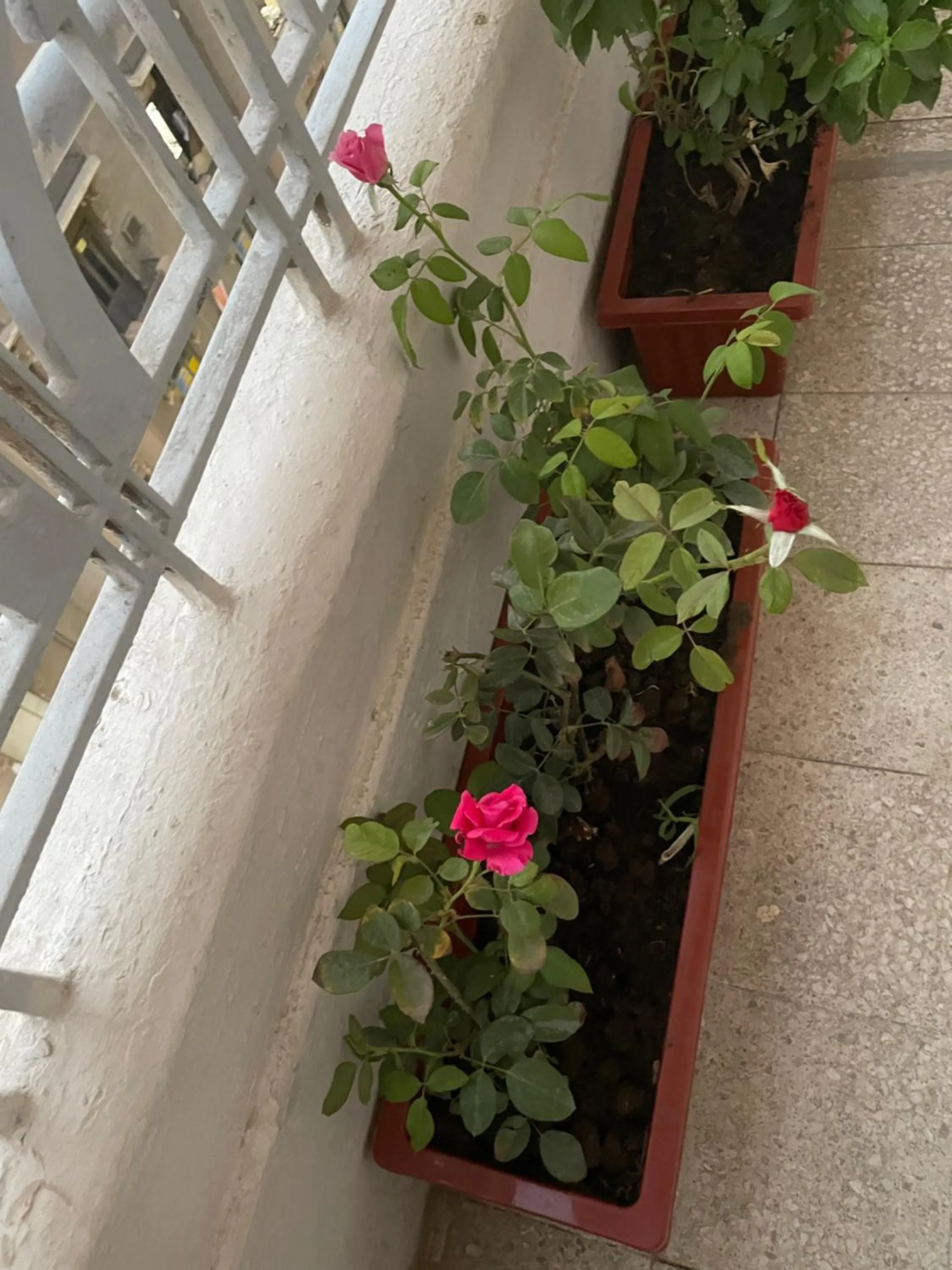 Balcony/Terrace in Central Cairo Hotel