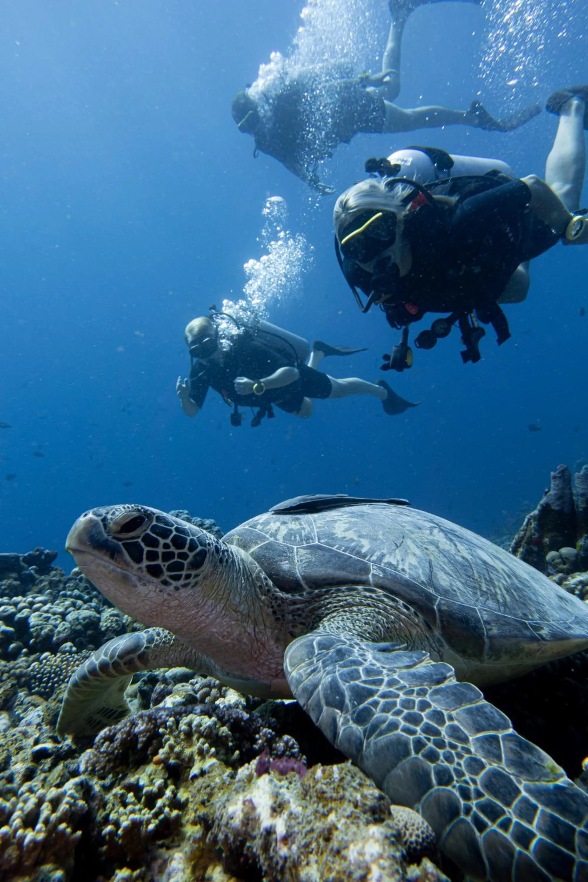 Diving in BASK Gili Meno