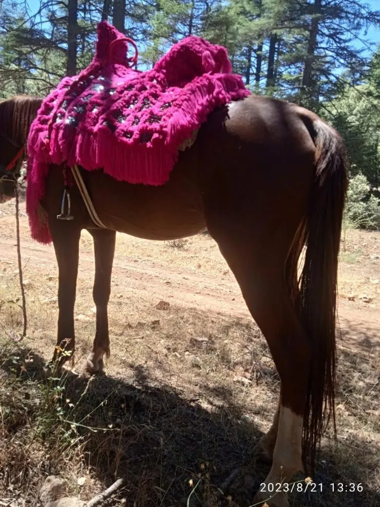 Hotel des cedres,azrou maroc