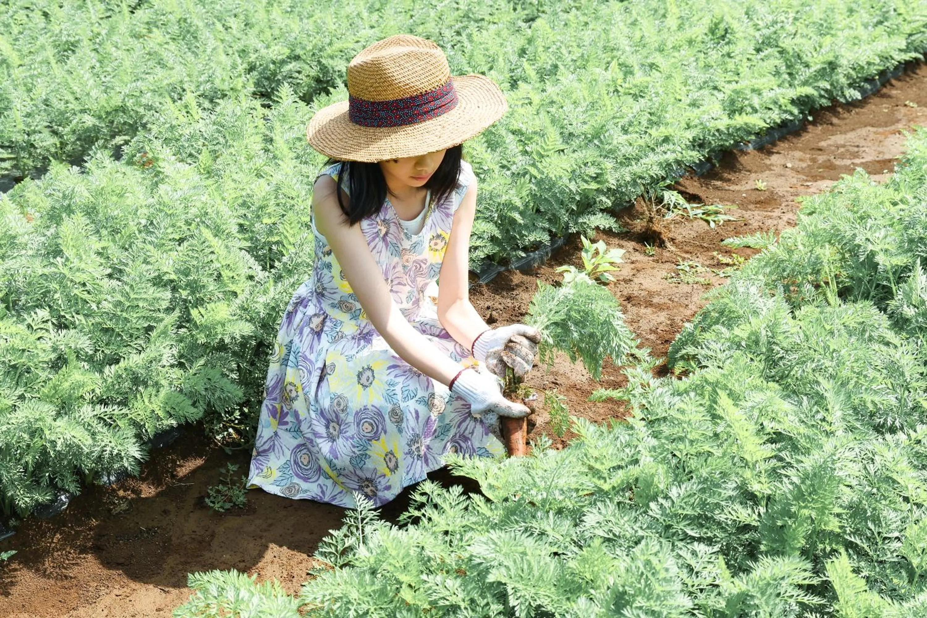 Day in THE FARM Resort Japan