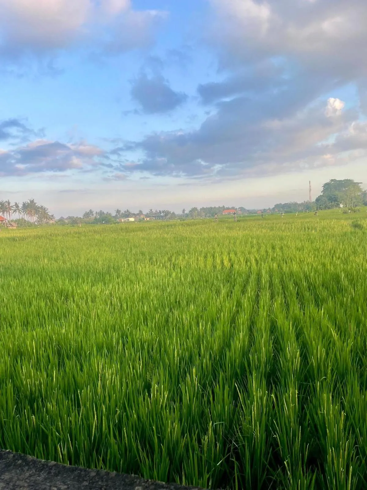 Natural landscape in Arbathu Villa Ubud