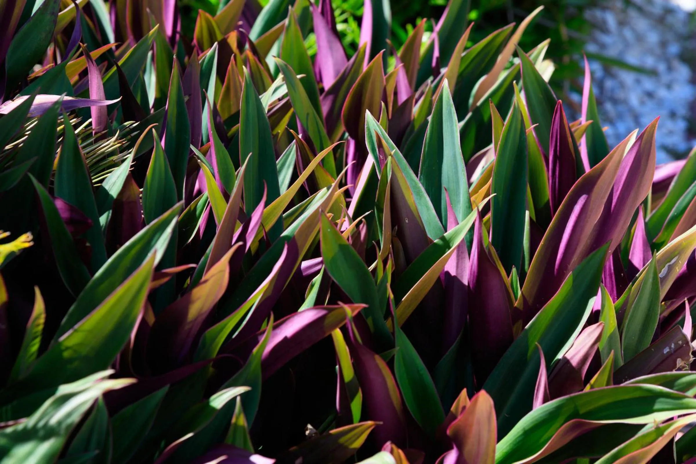Garden in SkyBeach Resort