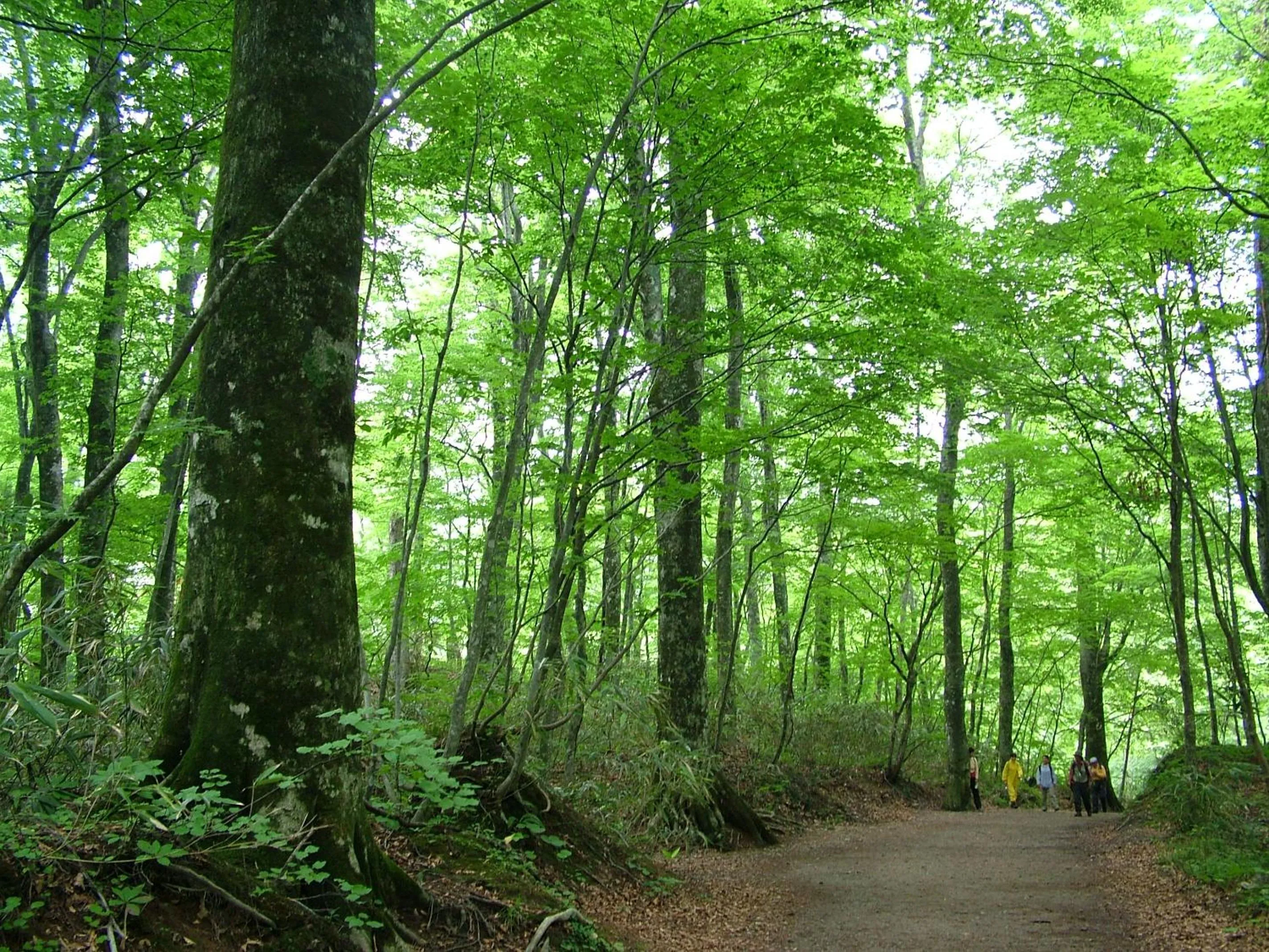 Nearby landmark in Awone Shirakami Juniko