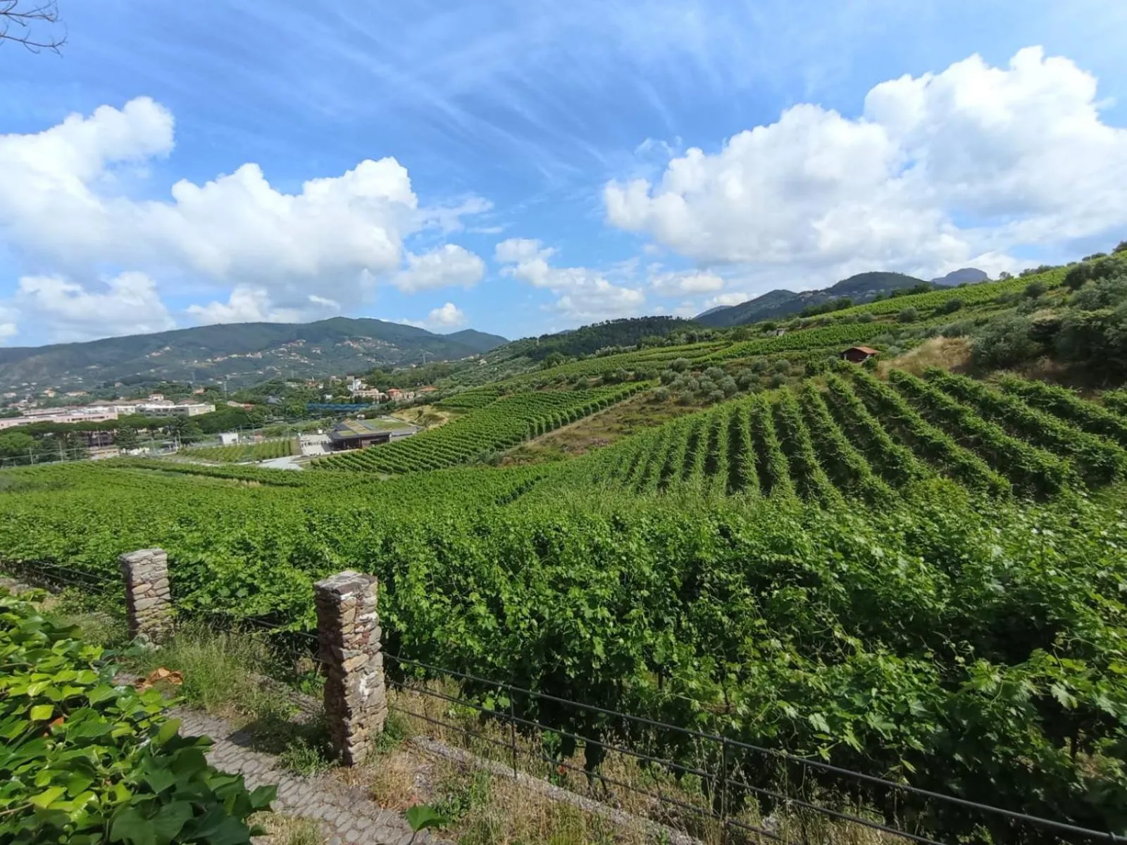Al VIgneto