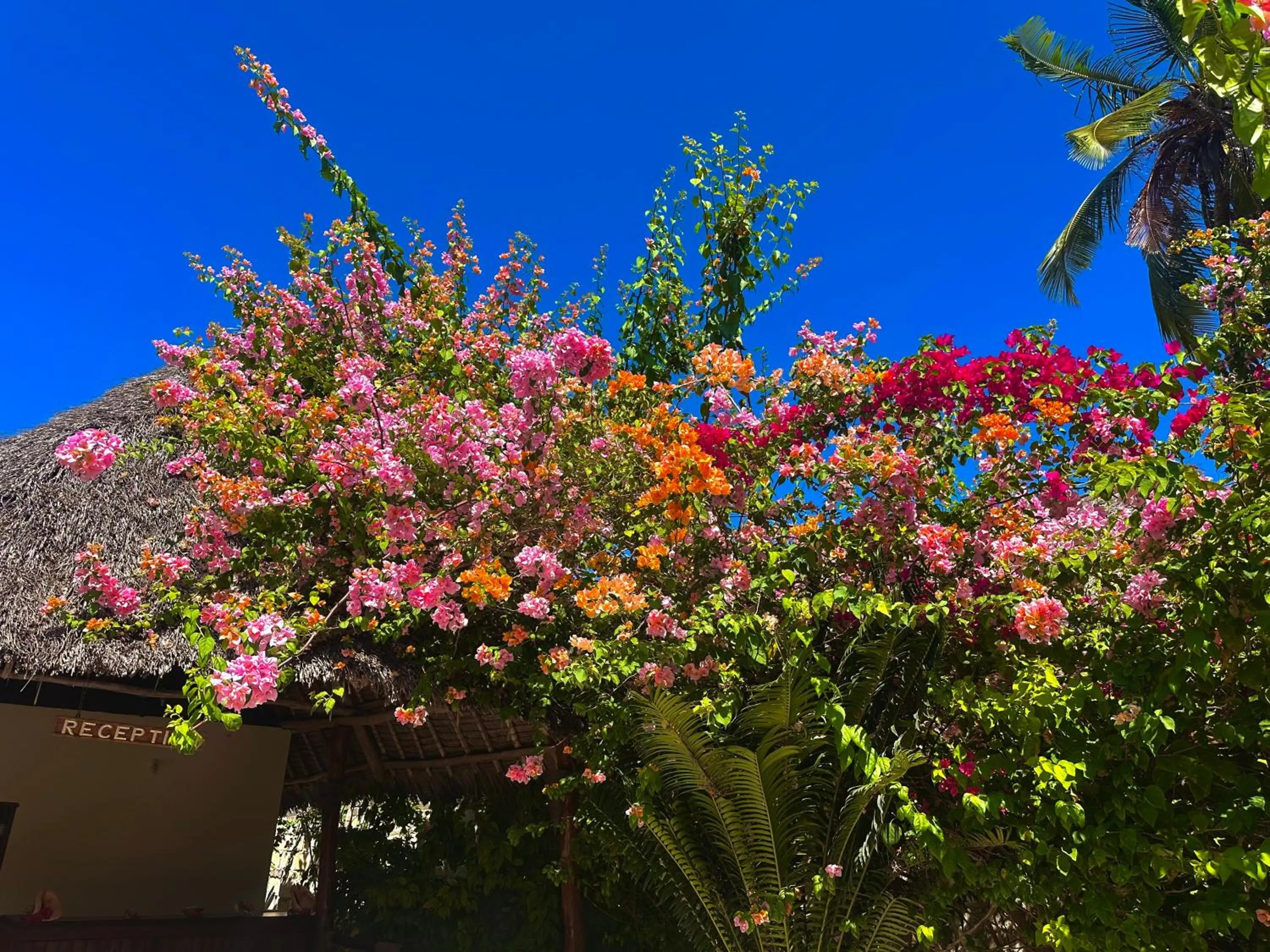 Moayana Liora Zanzibar