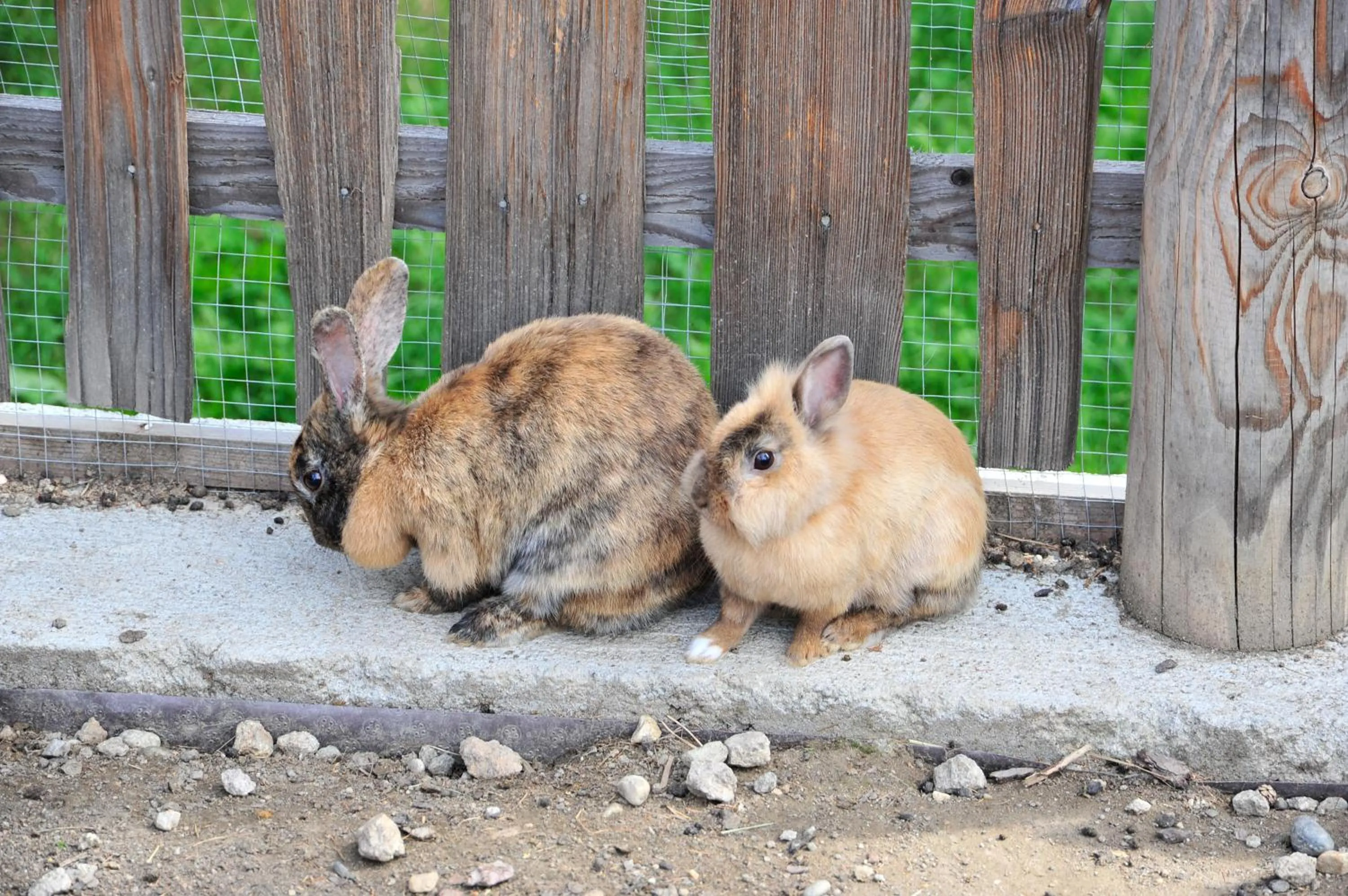 Animals in Hotel Landgasthof Lärchenwald