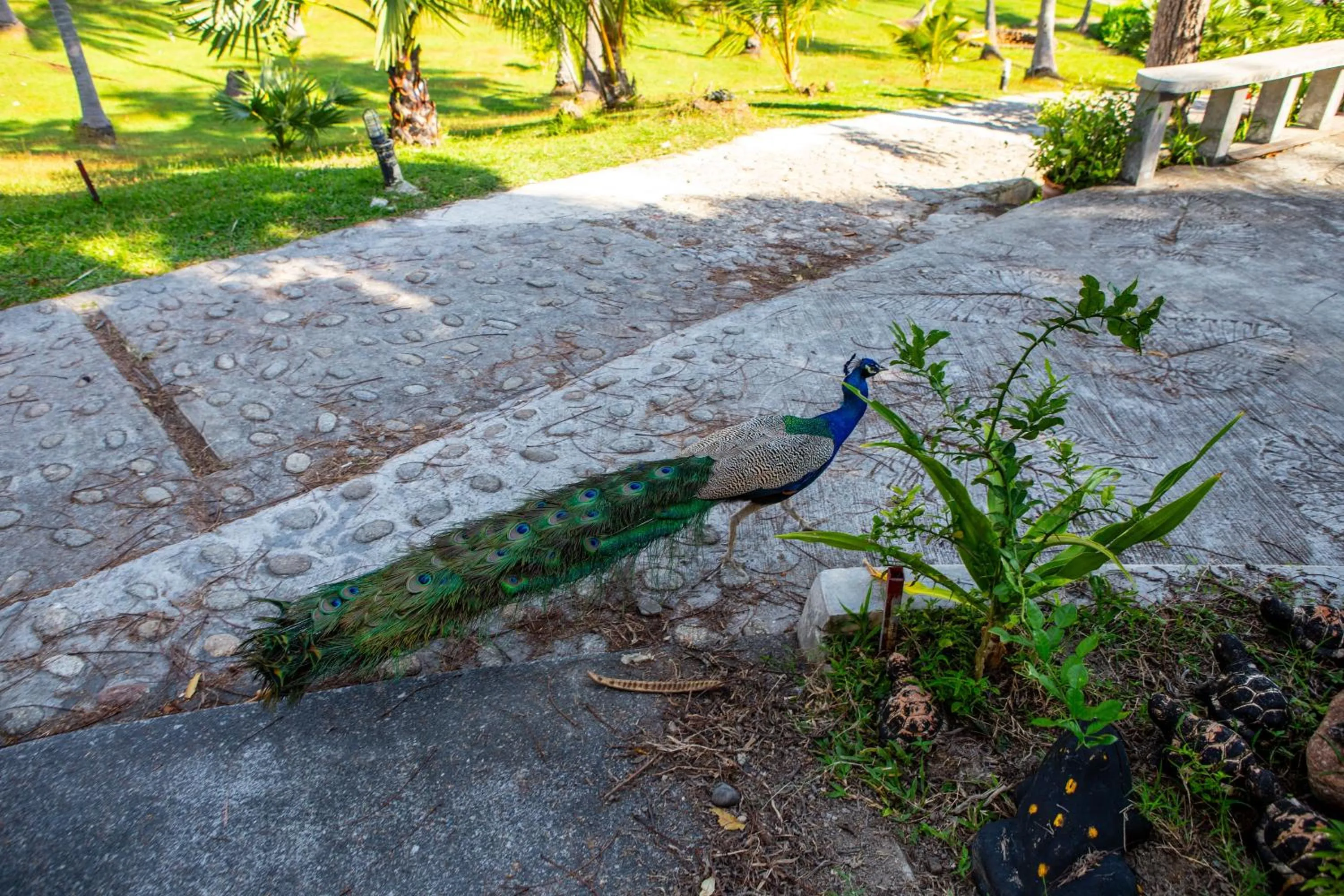 Animals in Ban Raya Resort and Spa