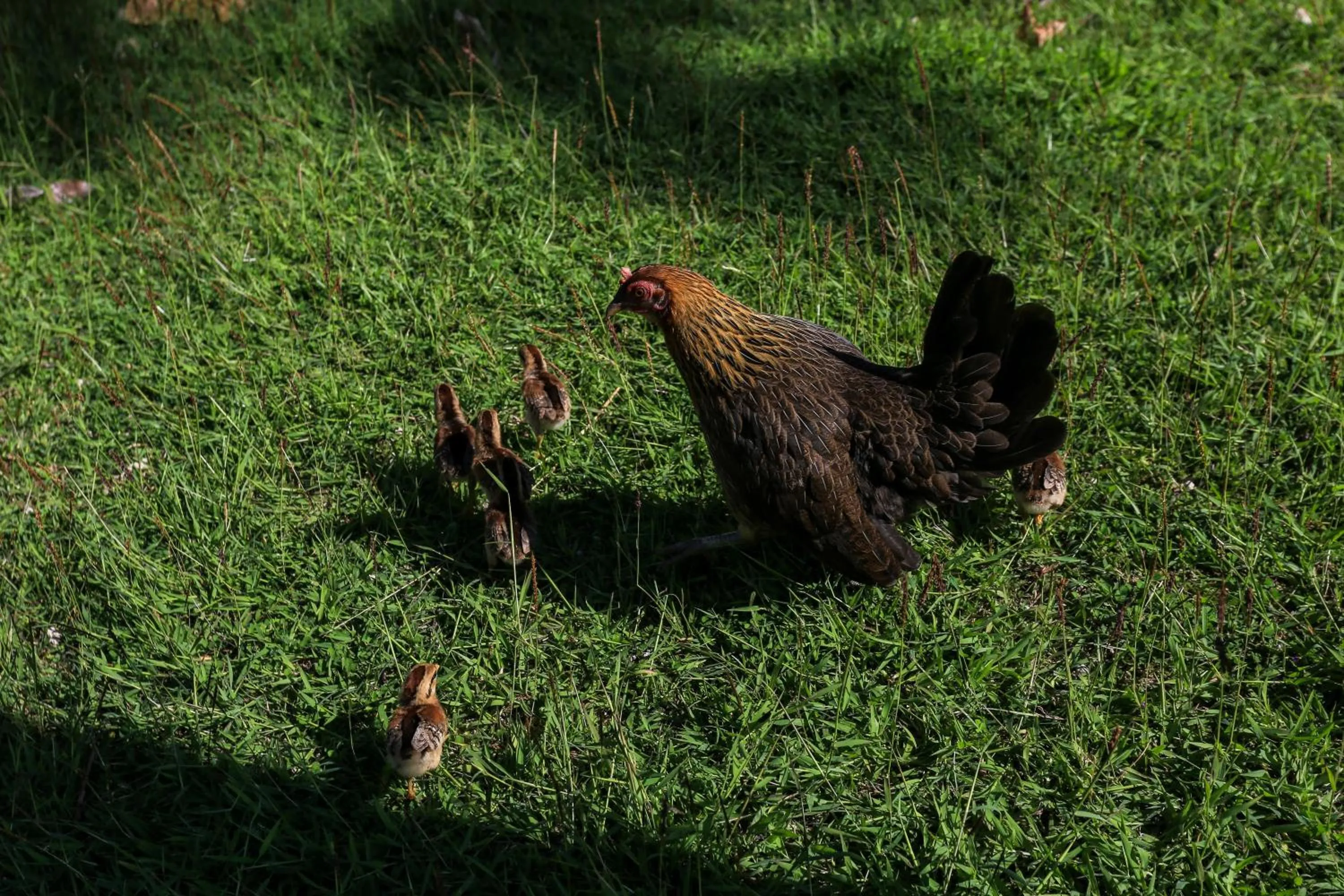 Animals in Ban Raya Resort and Spa