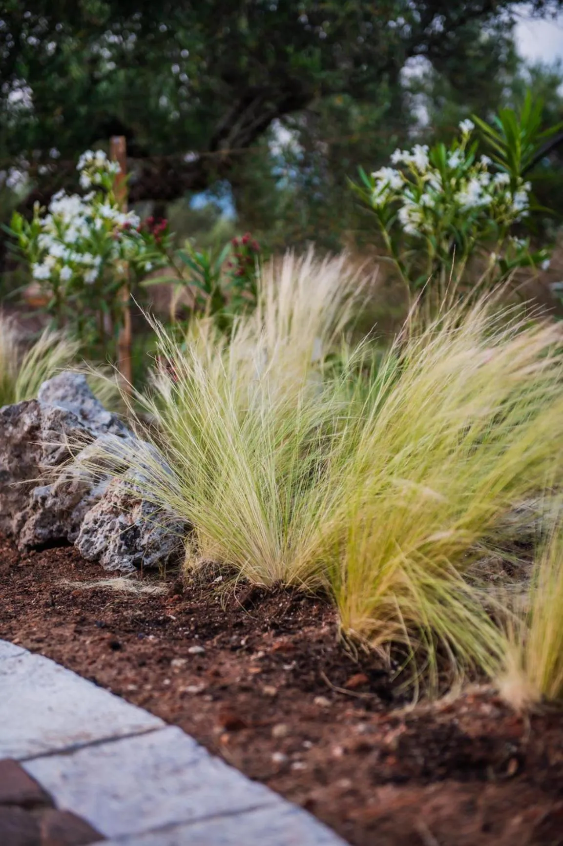 Garden in Terra Hélios Suites & Studios