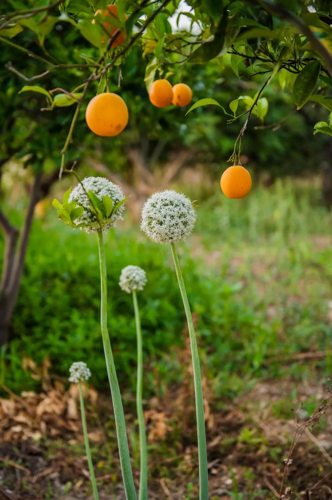 Garden in Terra Hélios Suites & Studios