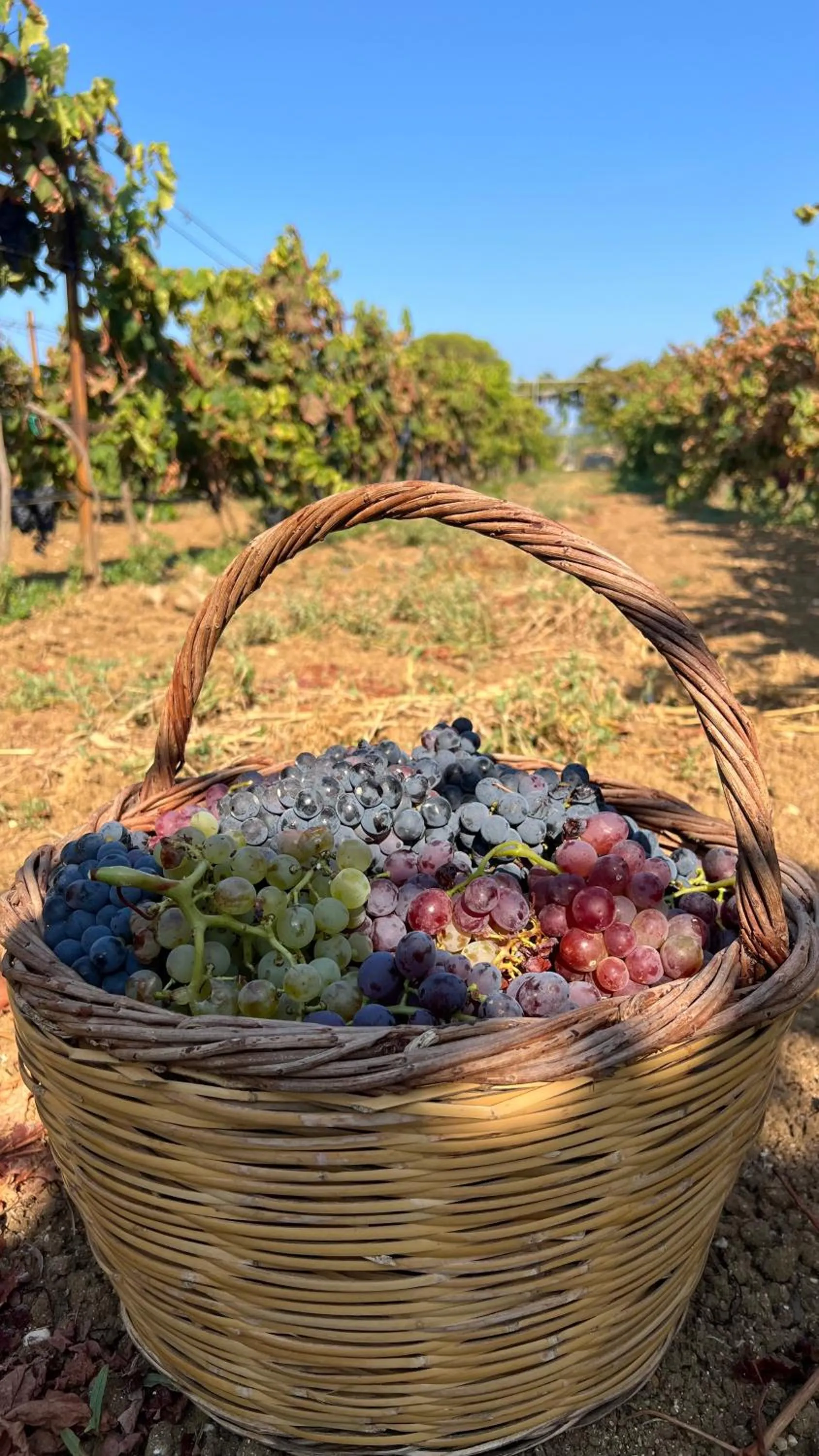 Activities in Terra Hélios Suites & Studios