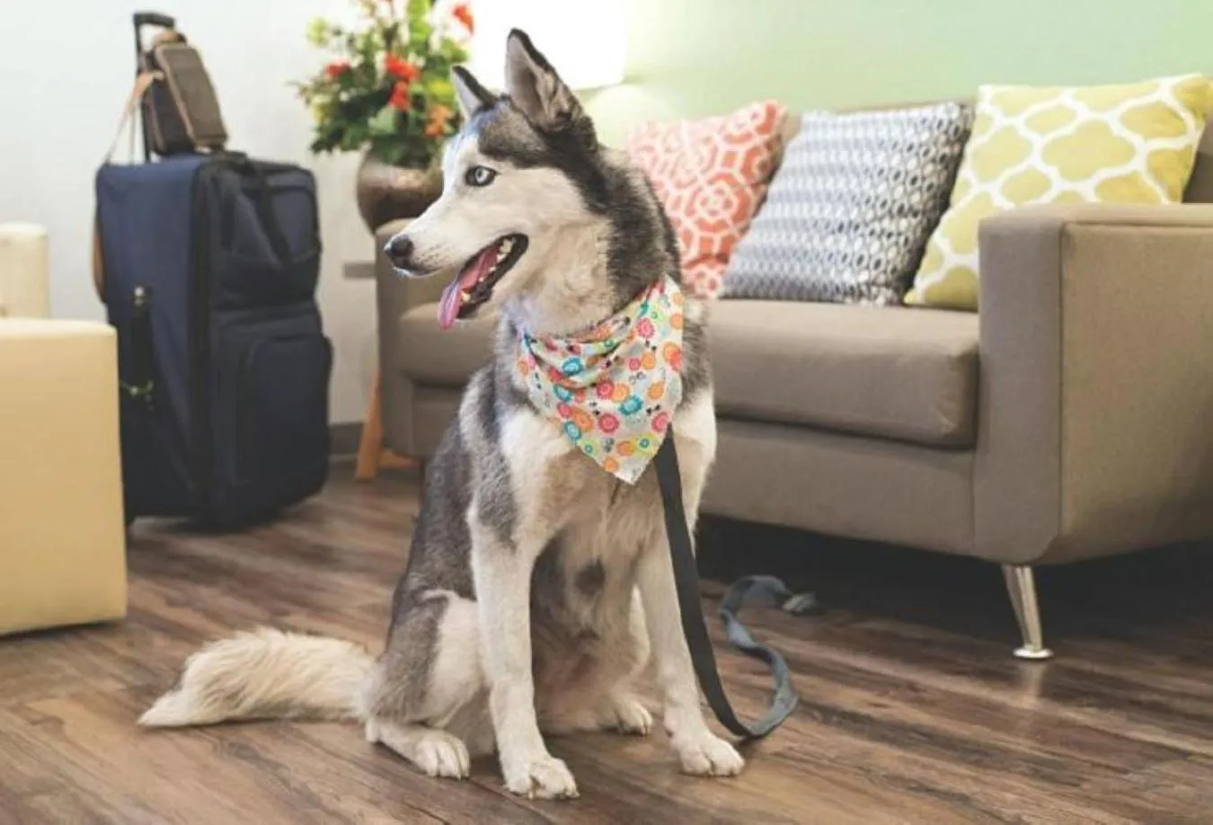 Pets in WoodSpring Suites Ashland - Richmond North