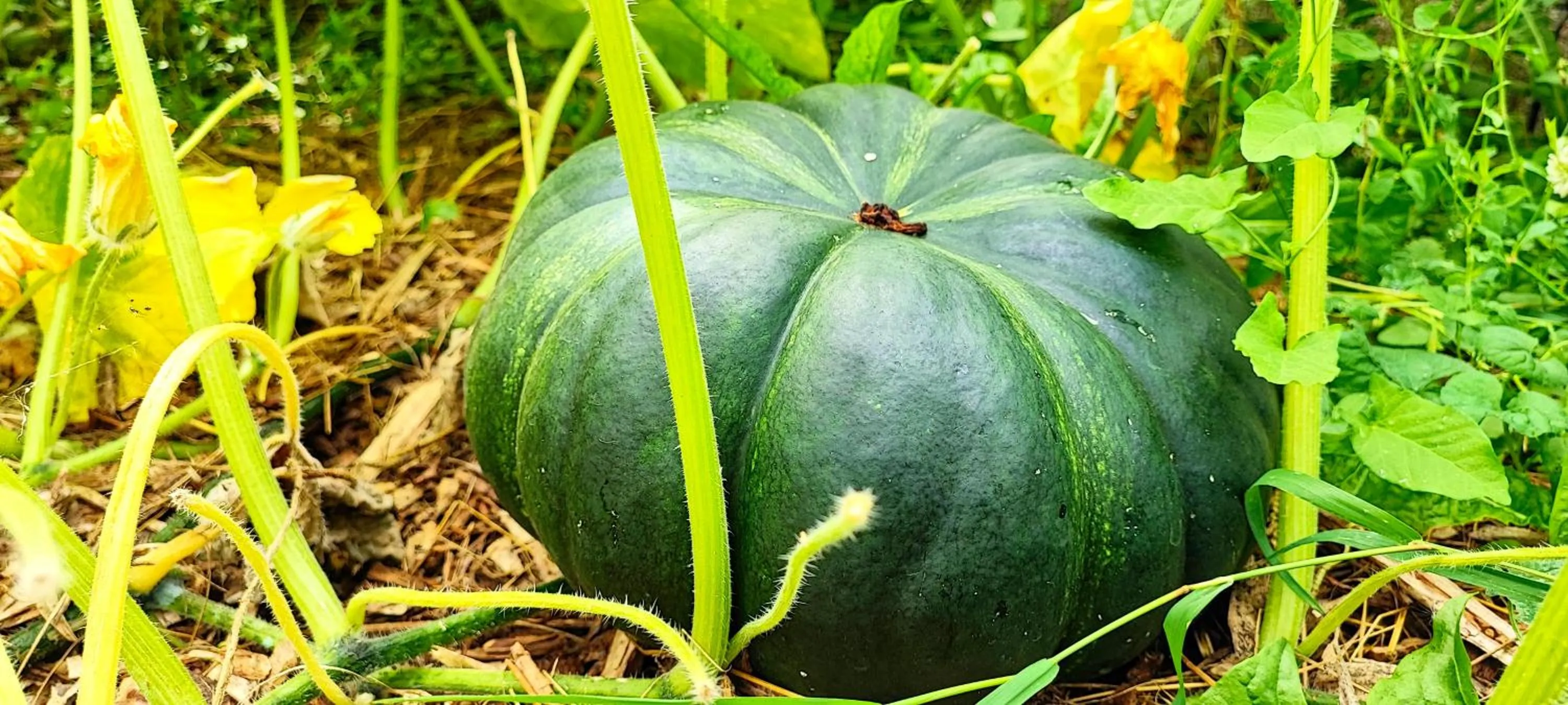 Garden in Logis Grand Hotel Pelisson