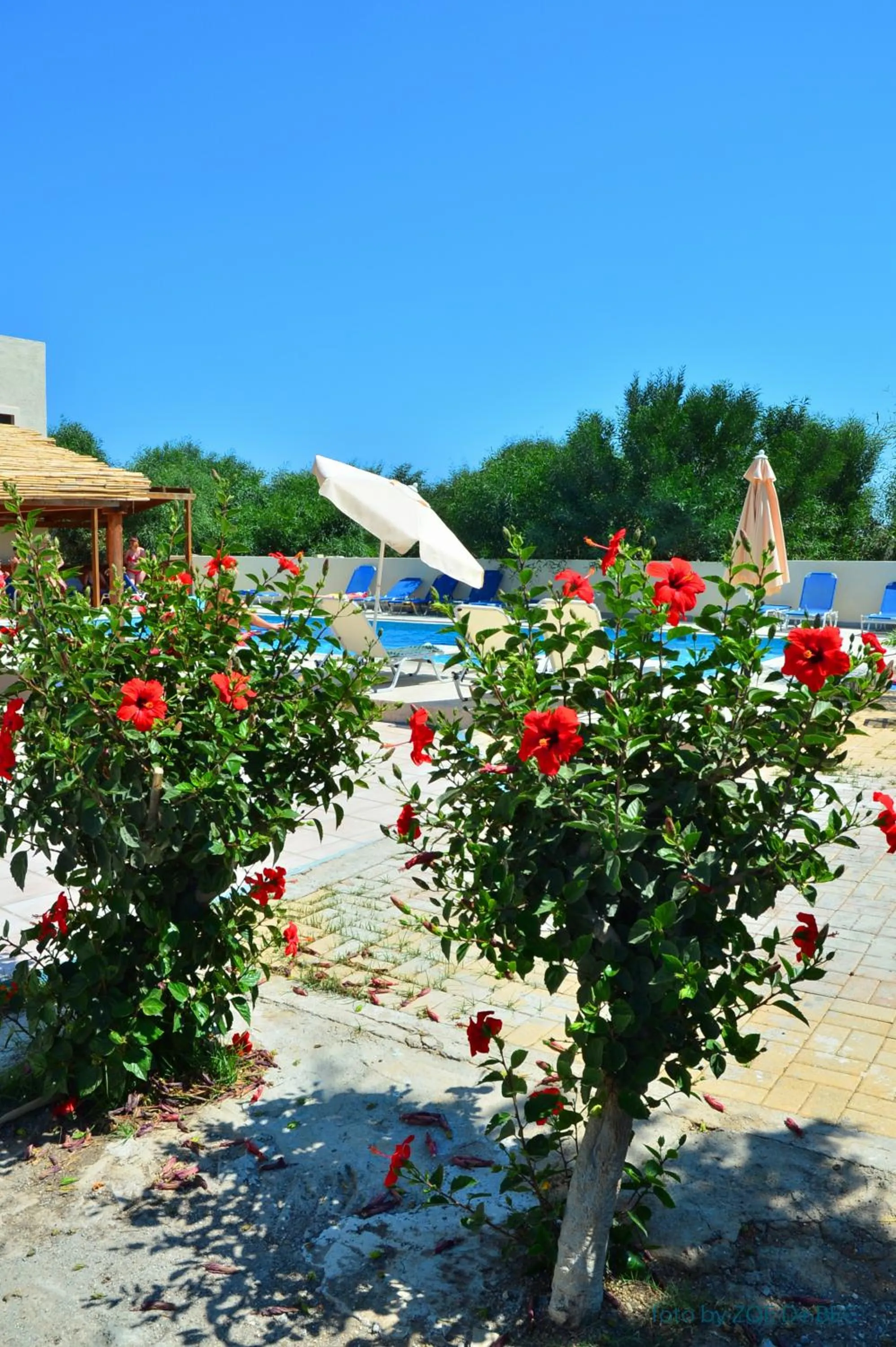 Garden in Eleonora Αnissaras