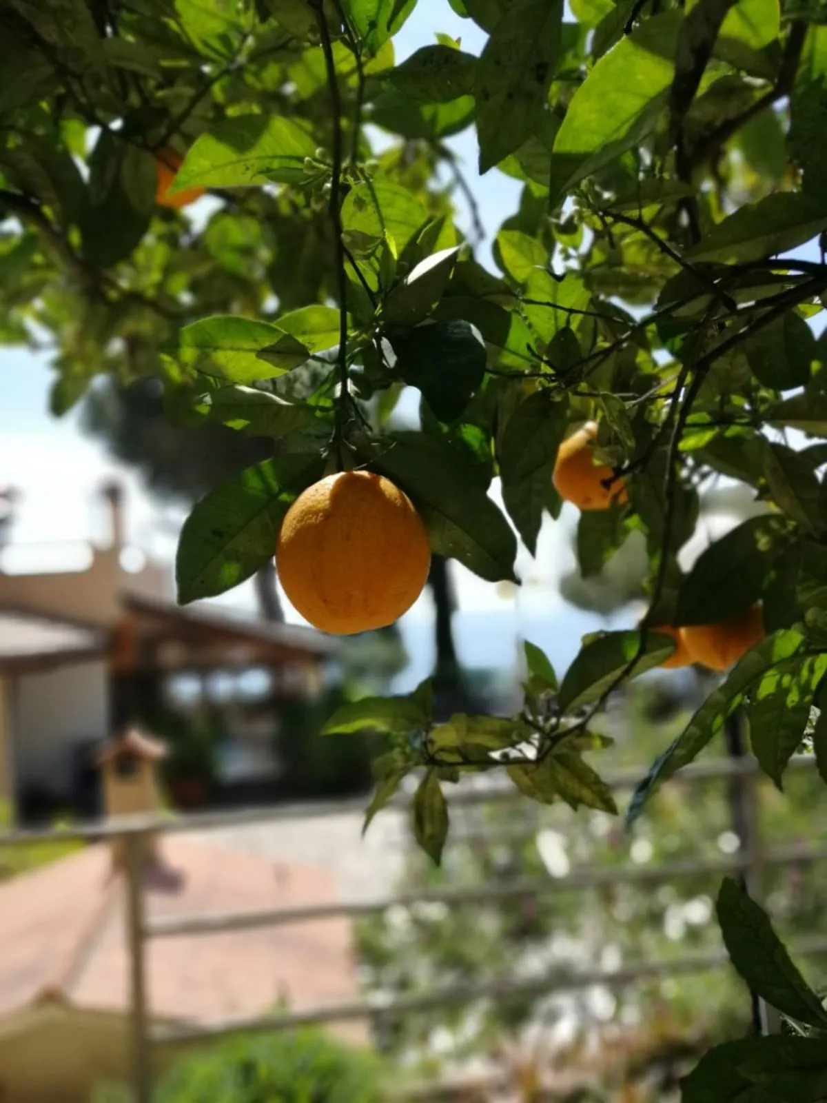Garden in Villa Incanto B&B