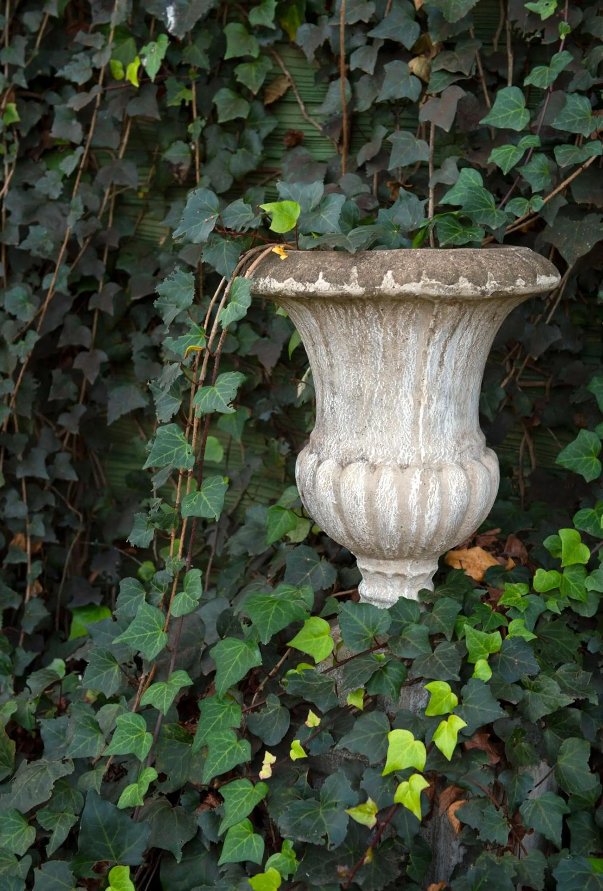 Garden in Lemon Tree B&B