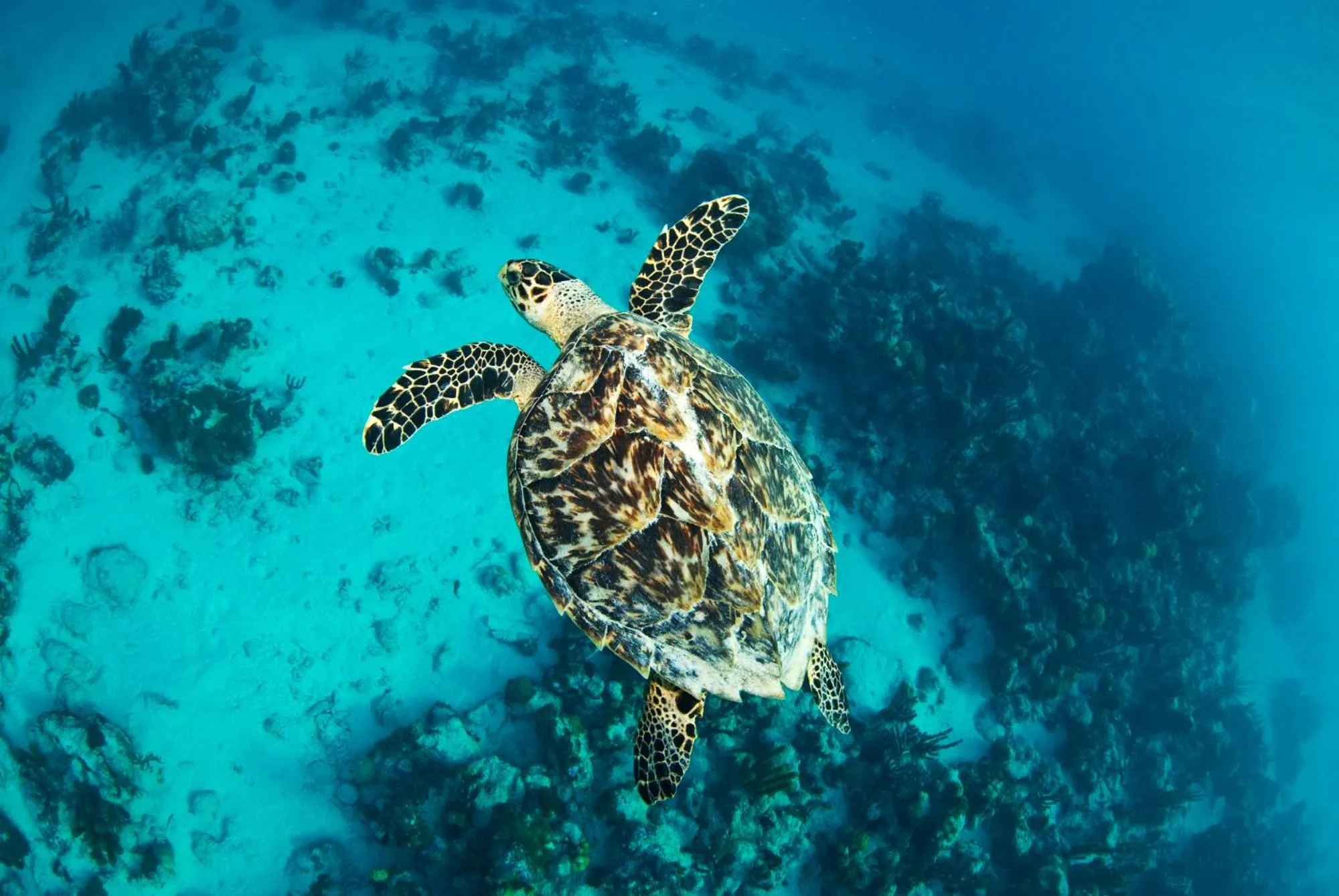 Natural landscape in Bungalows at Windsong on the Reef