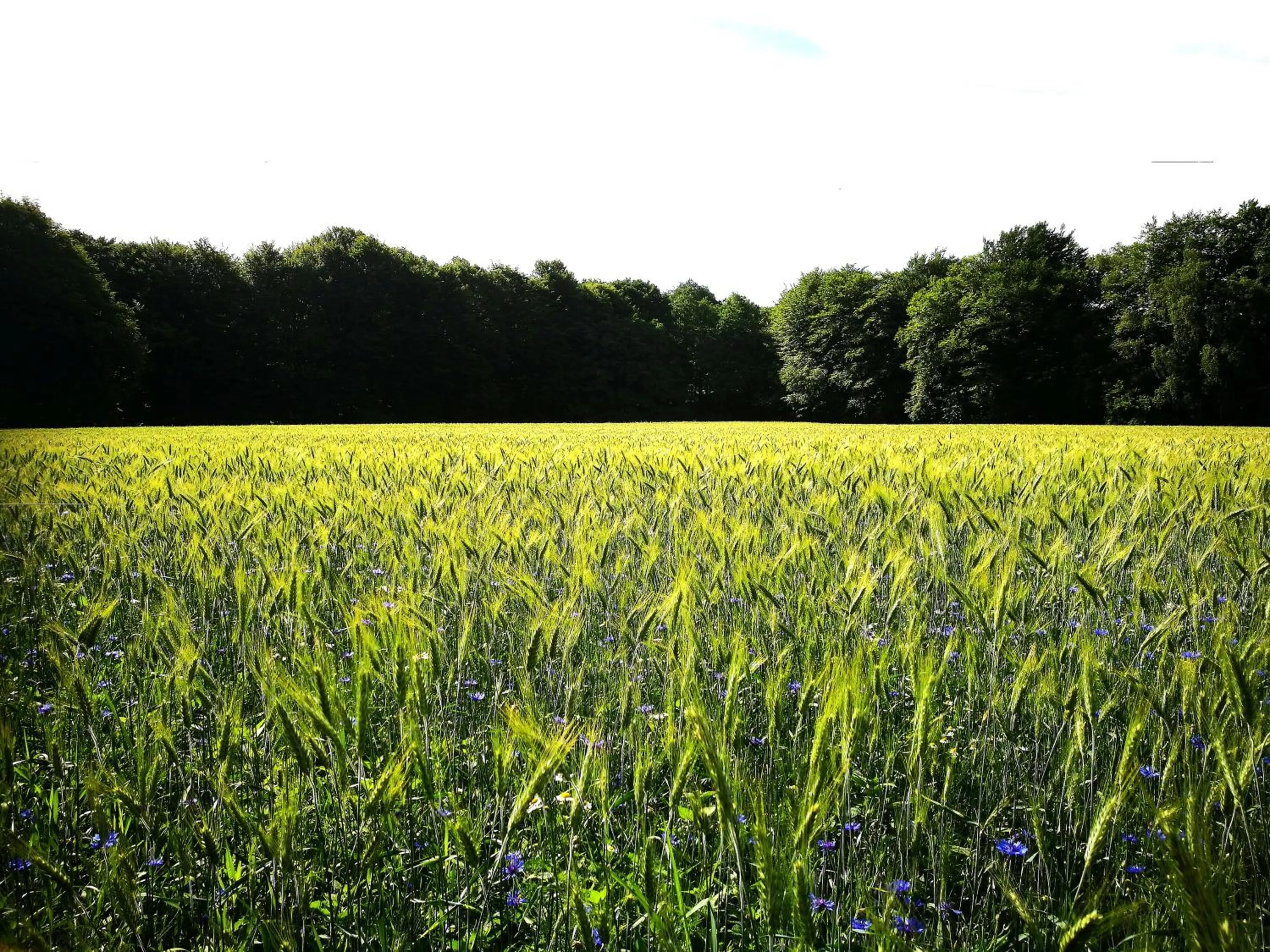 Natural landscape in Hotel 't Kruisselt