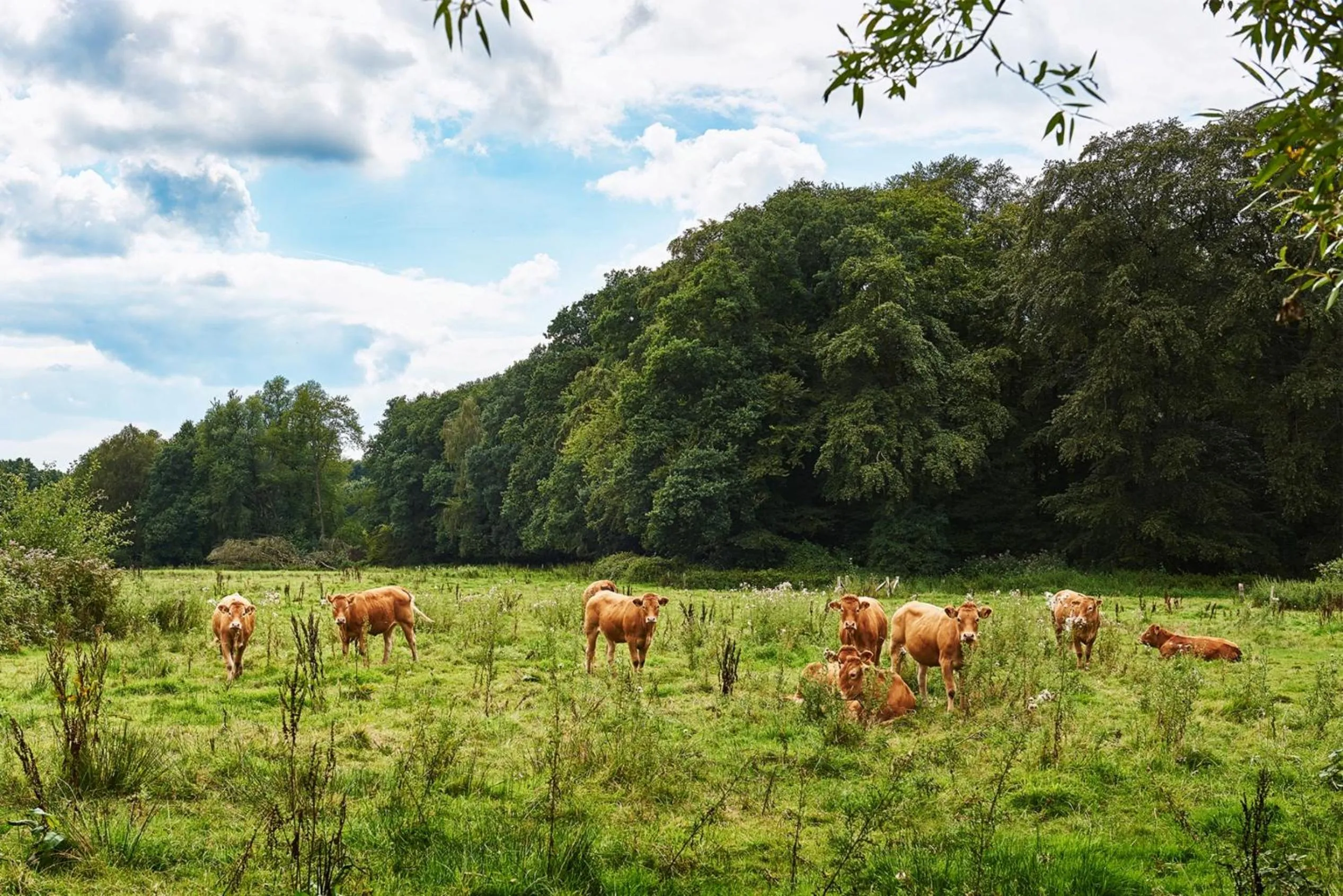 Natural landscape in Hotel 't Kruisselt