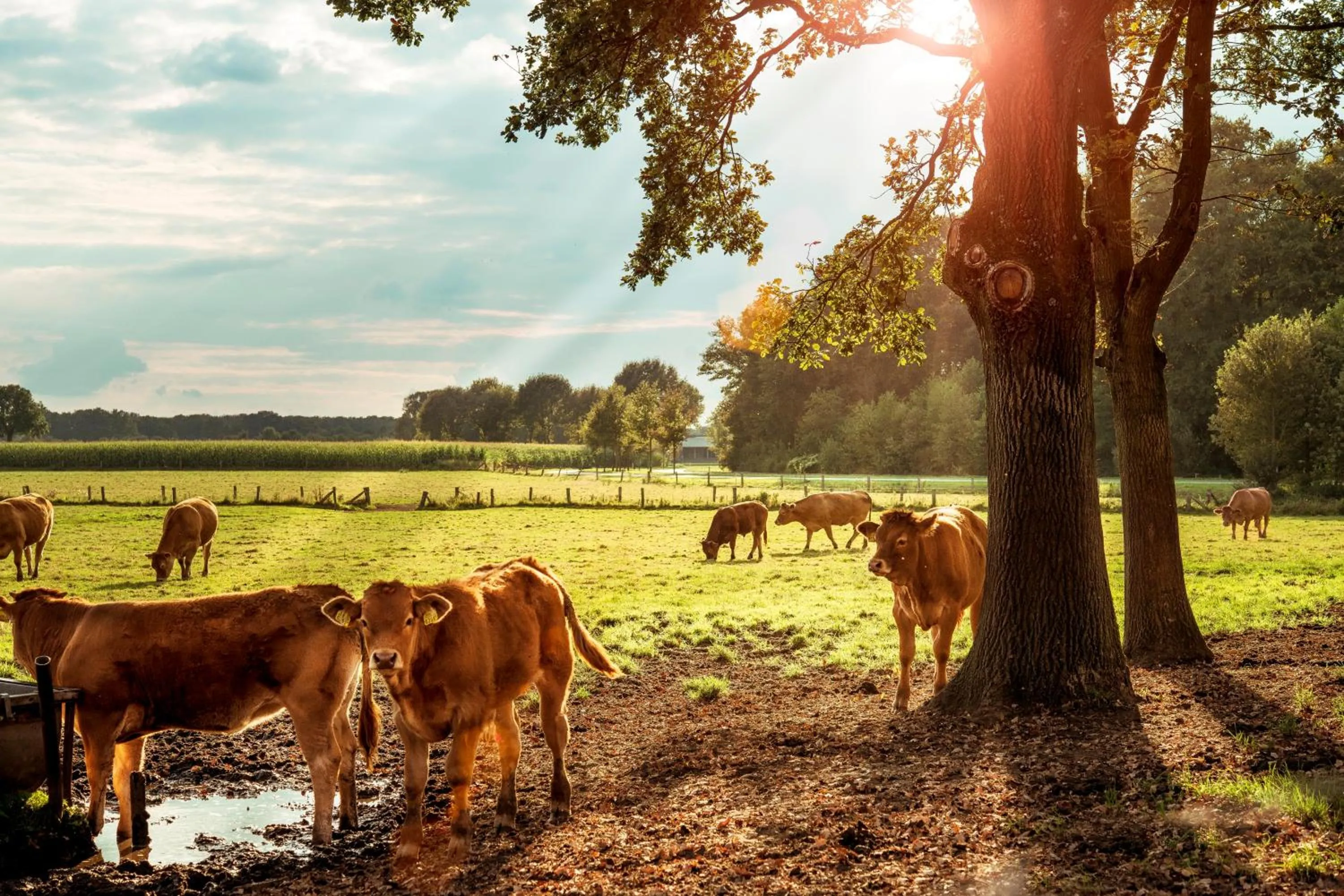 Animals in Hotel 't Kruisselt