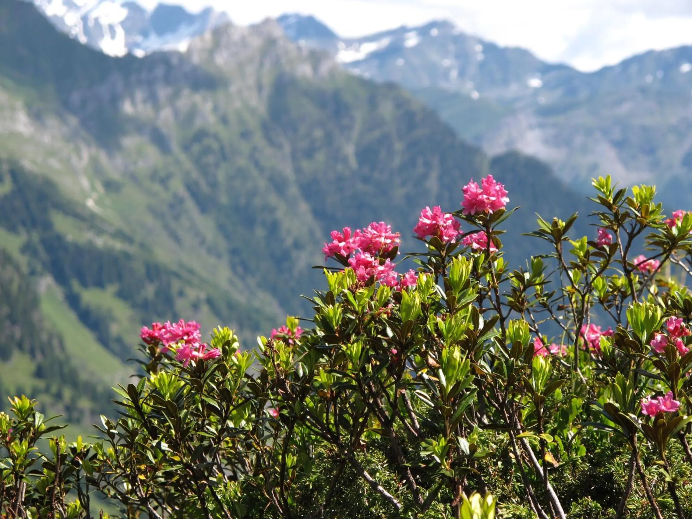 Hiking in Hotel Restaurant Rosmarie
