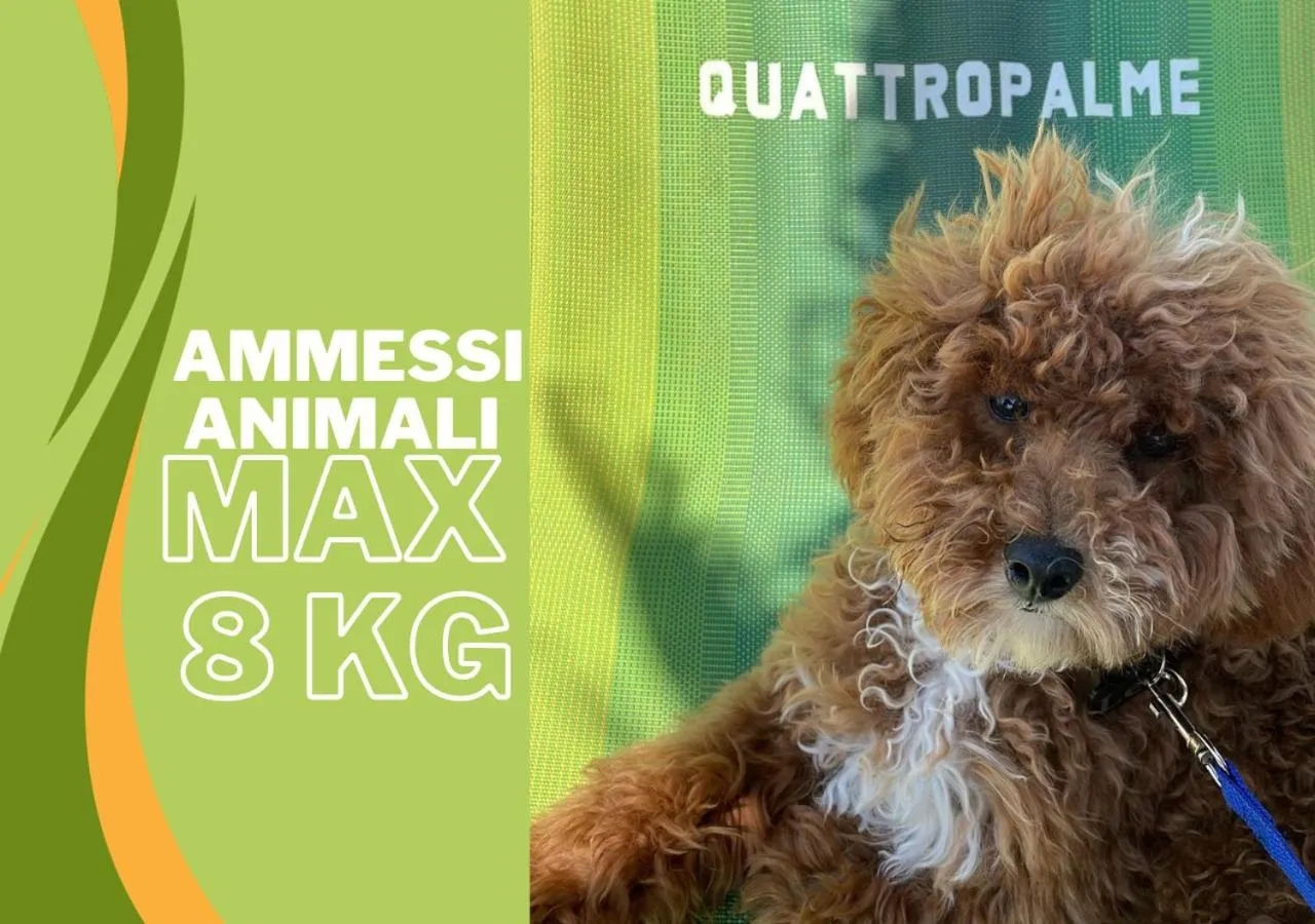 Animals in Hotel Quattro Palme