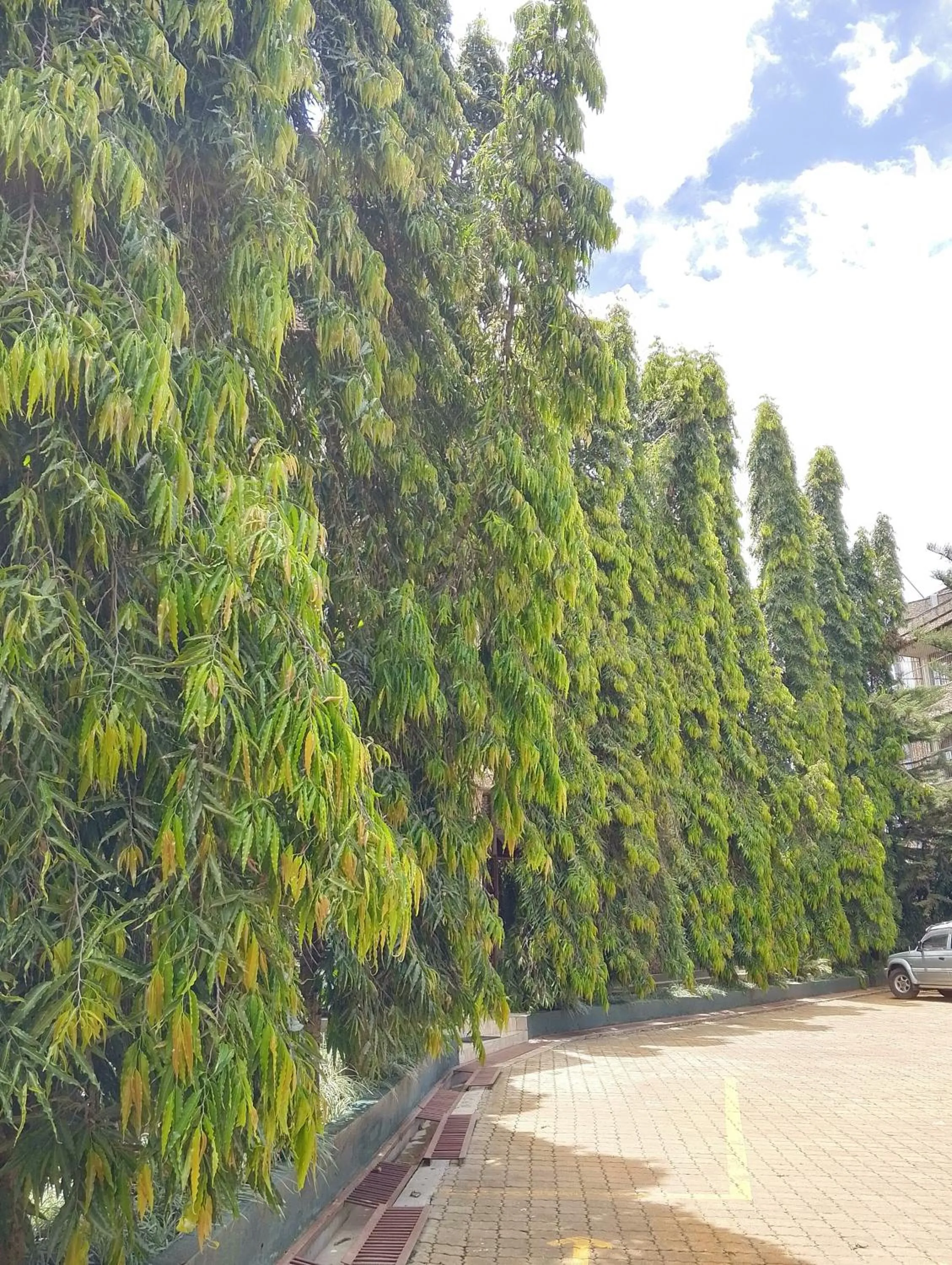 Garden view in DISCOVERY COURTS HOTEL