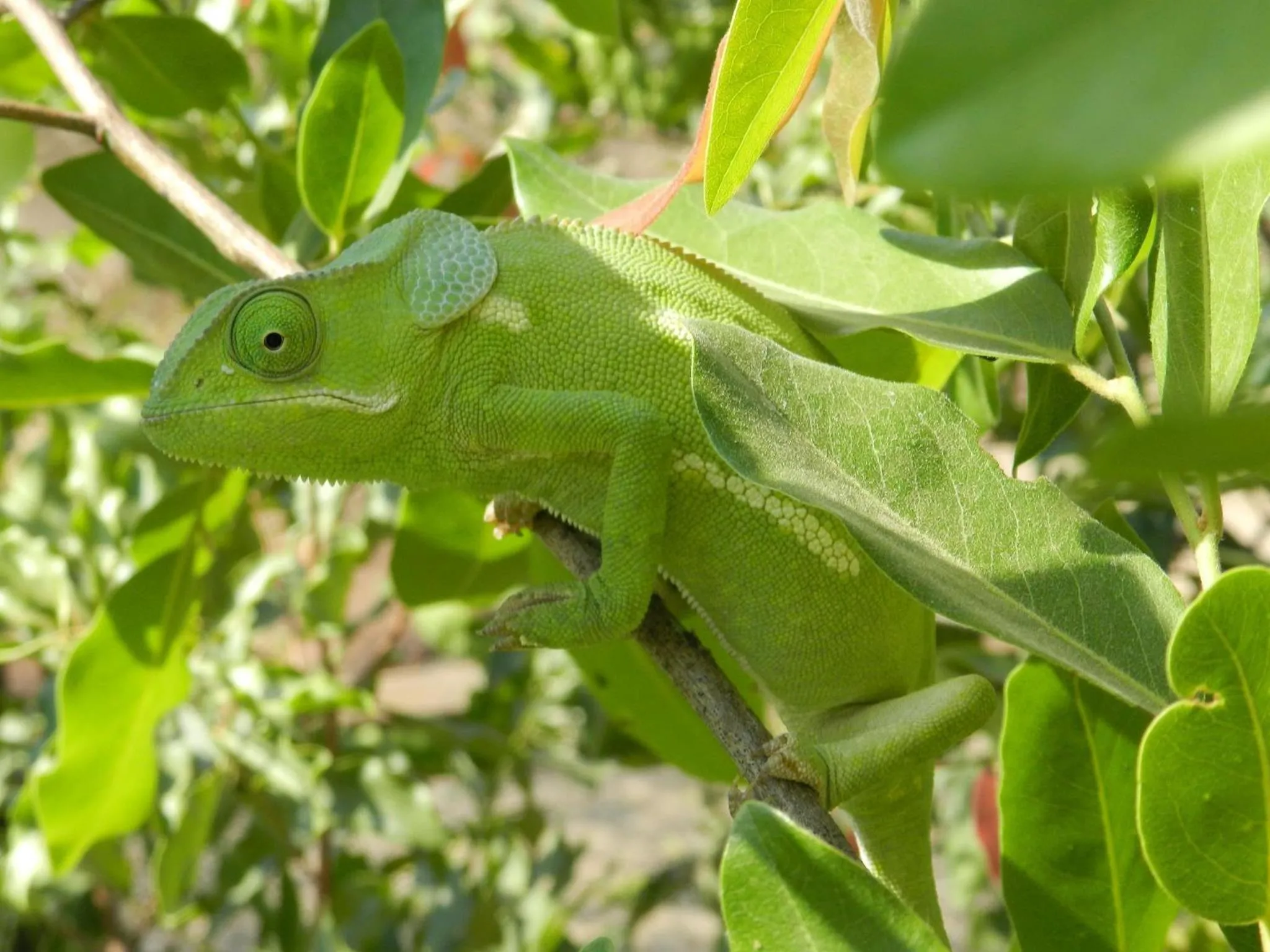 Garden in Munga Eco-Lodge