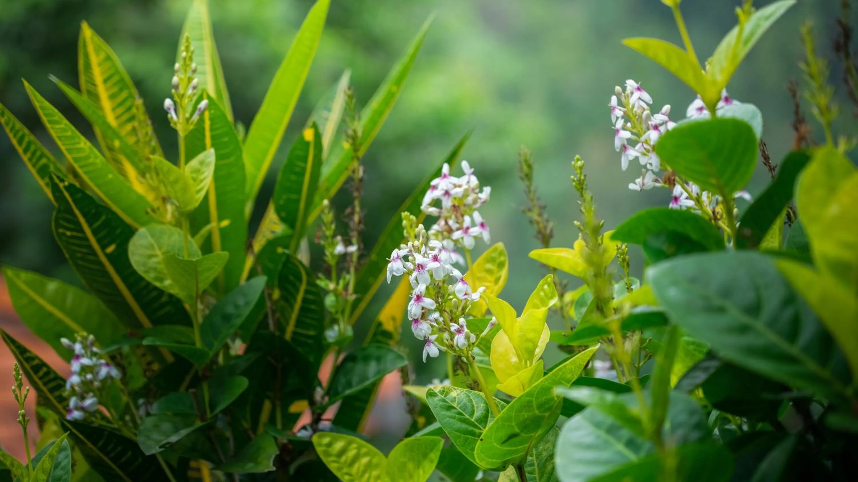 Garden in Villa Selonding Batu