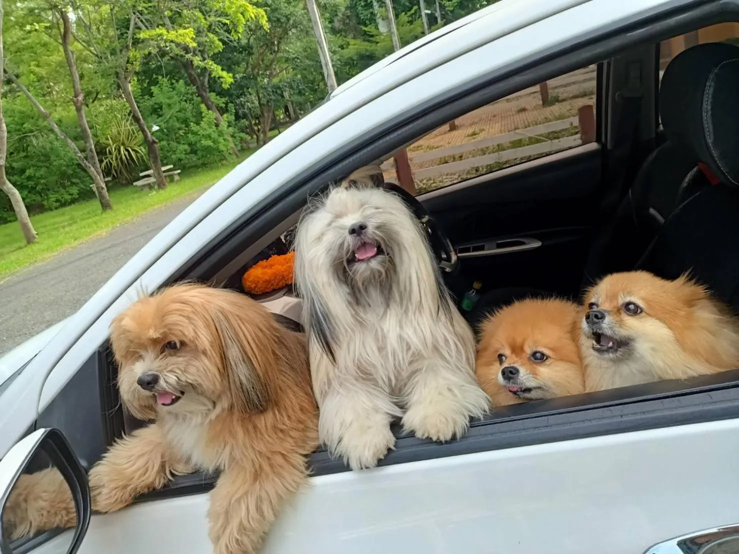 Pets in Family Resort Khao Yai