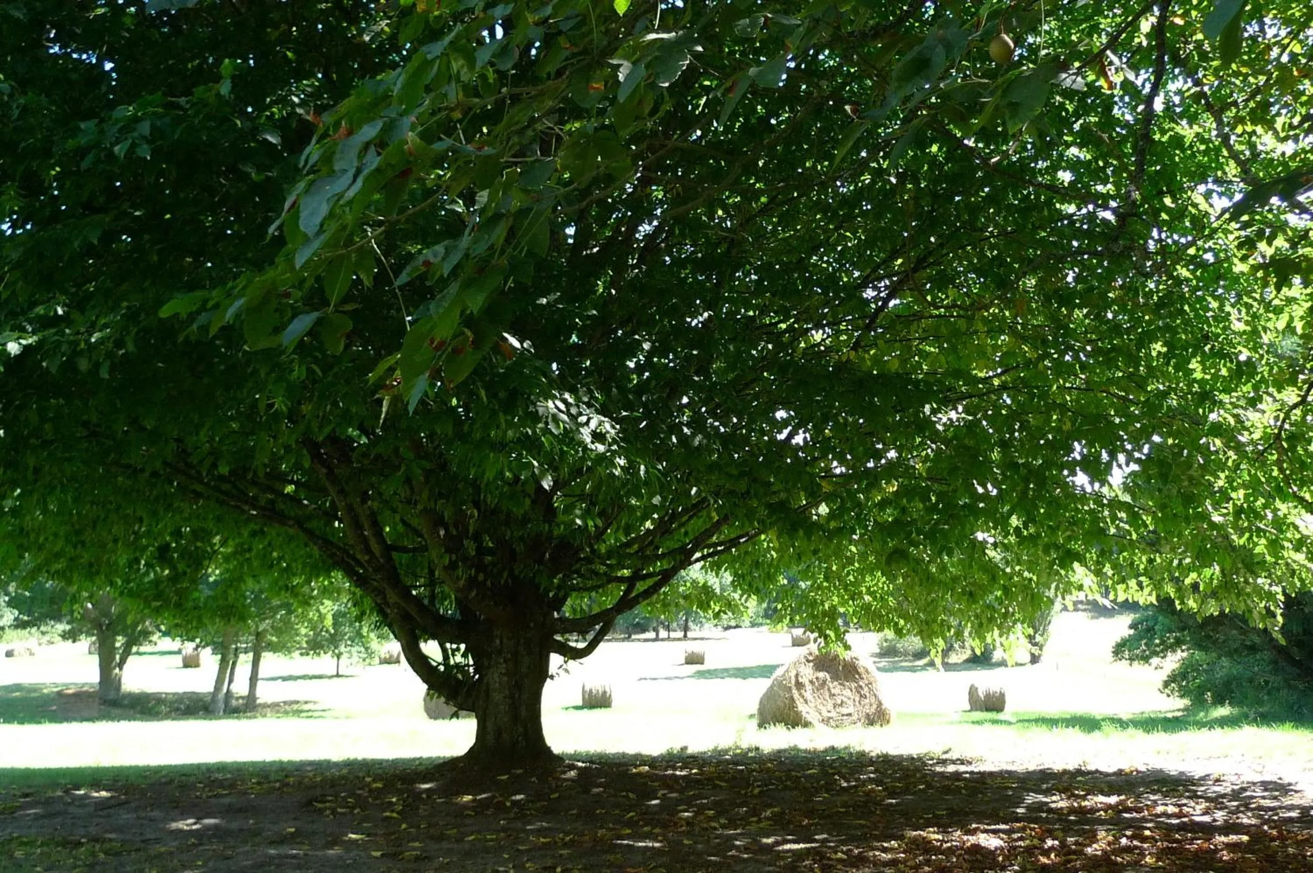 Garden in Hôtes de Montboulan
